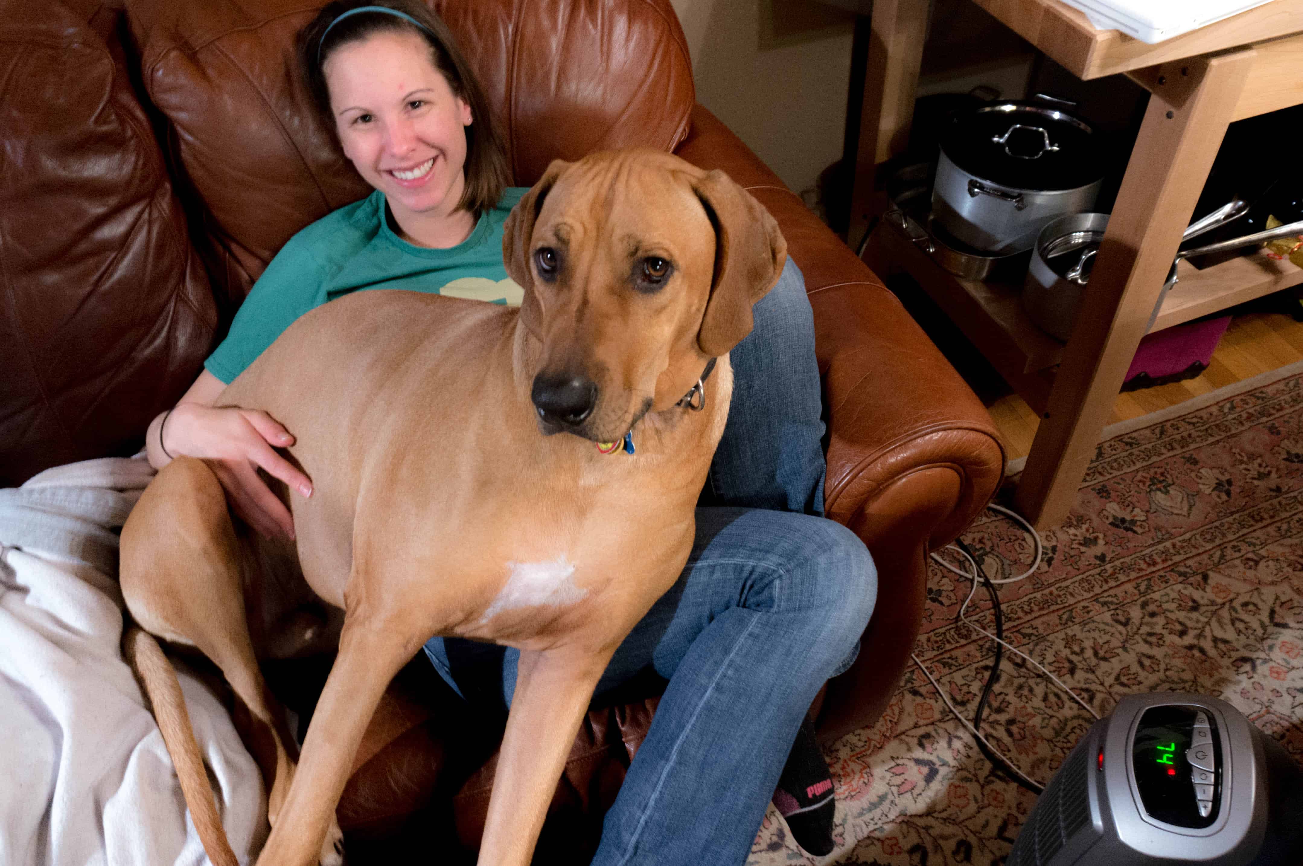 Rhodesian Ridgeback, adventure, dogs, marking our territory, chicago, photos, winter, dog