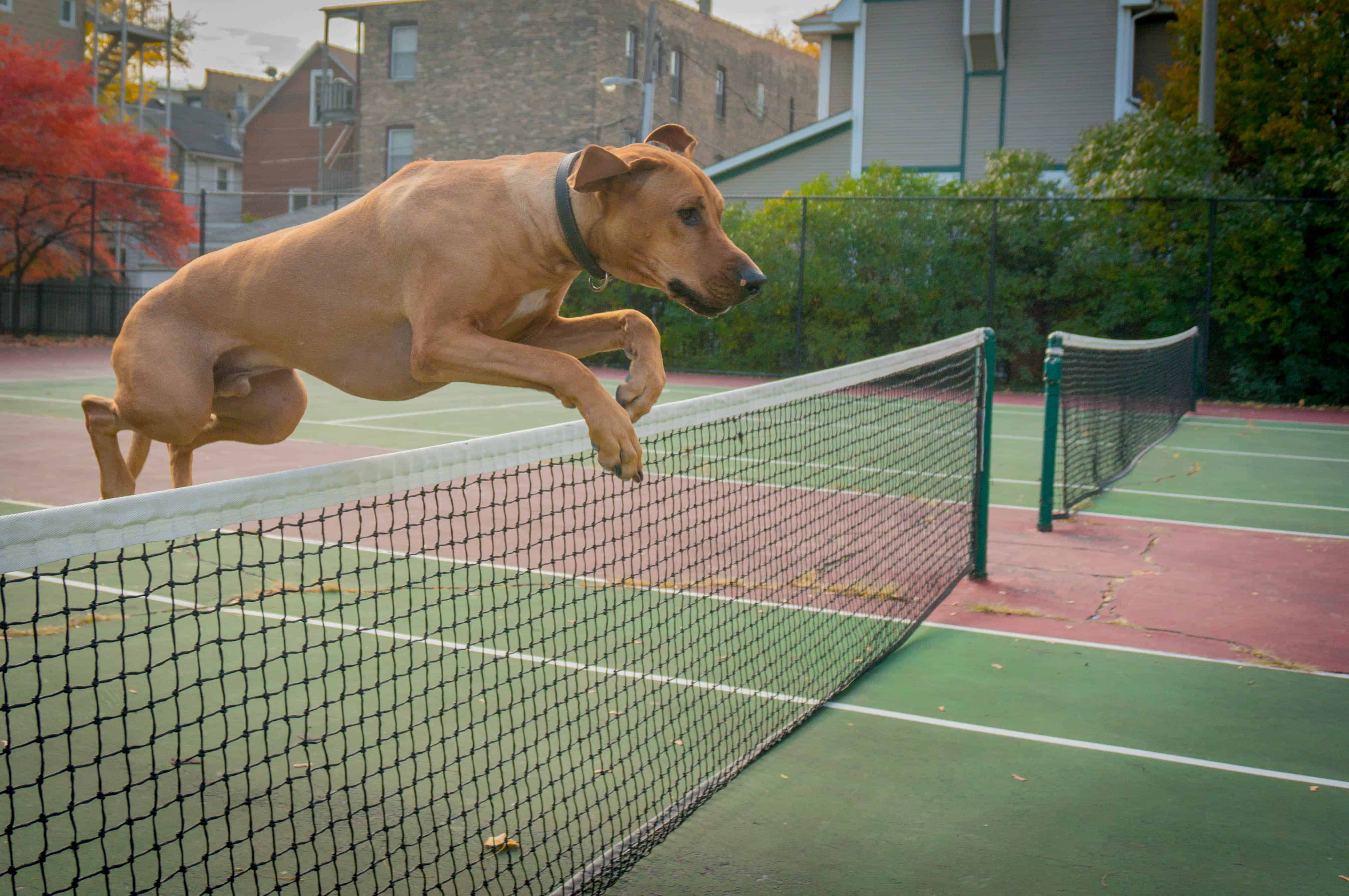 Rhodesian Ridgeback, dogs,  adventure, marking our territory, chicago, blog