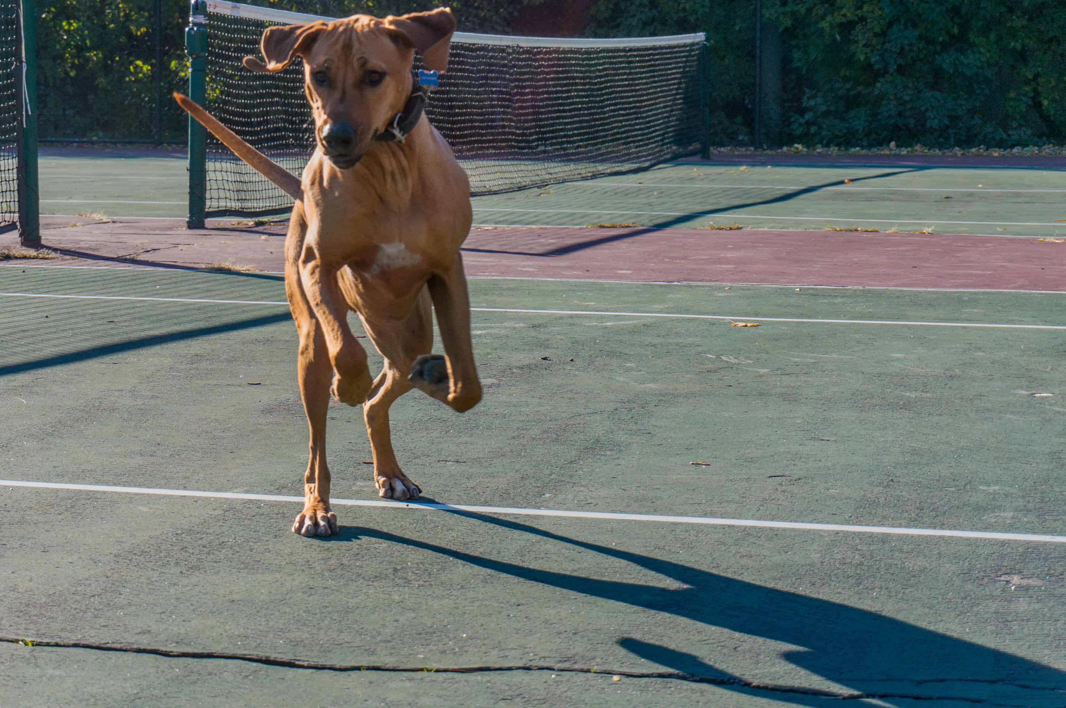 Rhodesian Ridgeback, marking our territory, adventure, dogs, photos, puppy