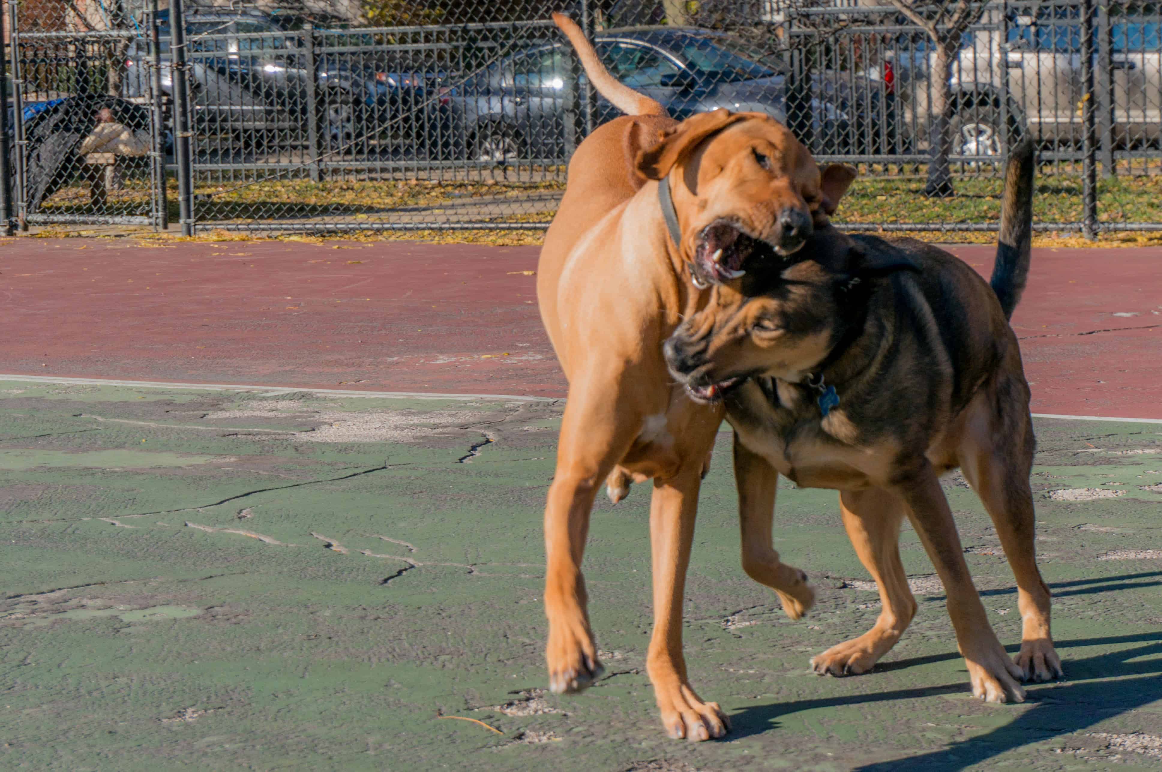 Rhodesian Ridgeback, adventure, chicago, dogs, marking our territory, petcentric