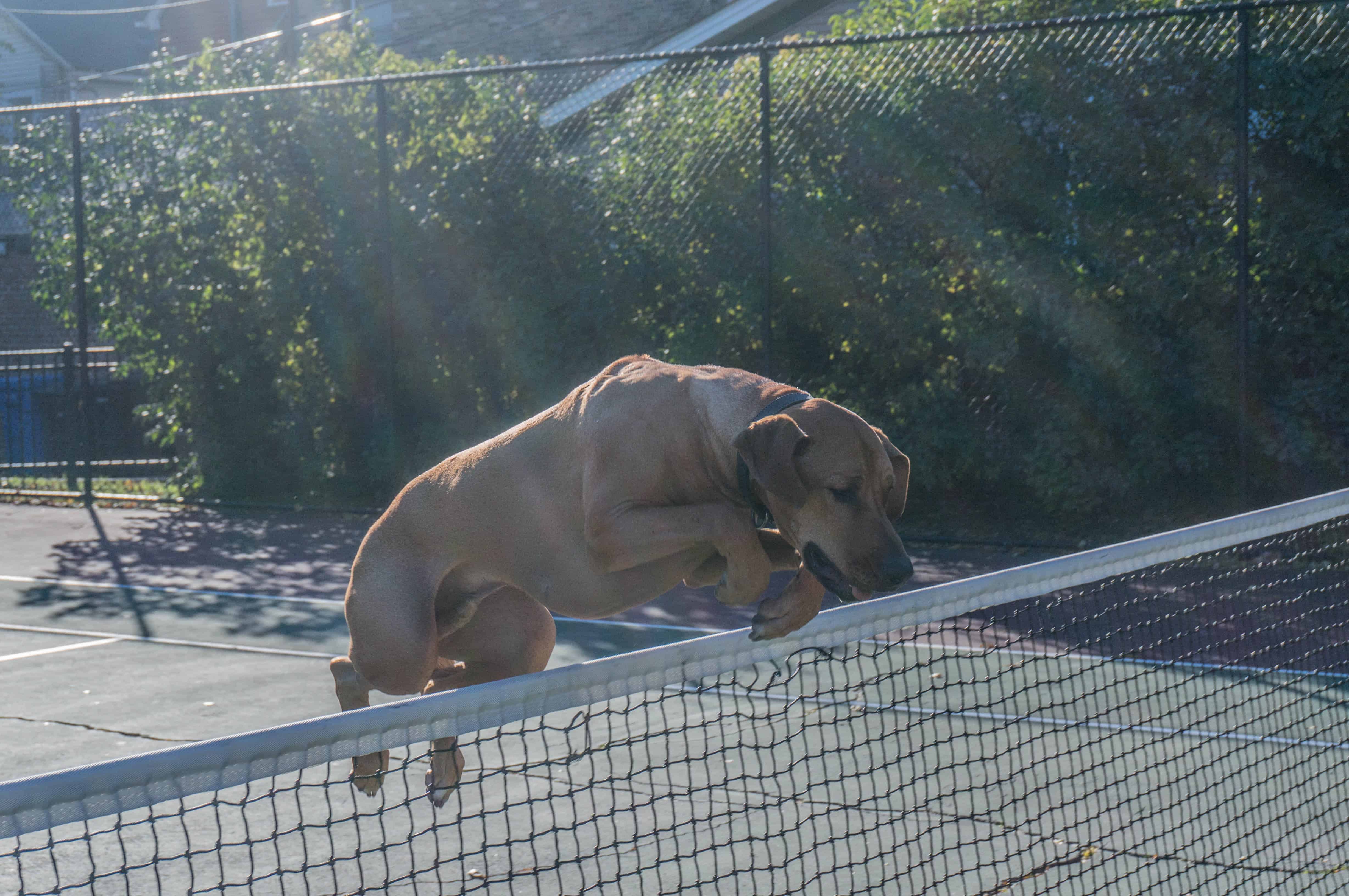 Rhodesian Ridgeback, dogs,  adventure, marking our territory, chicago, blog