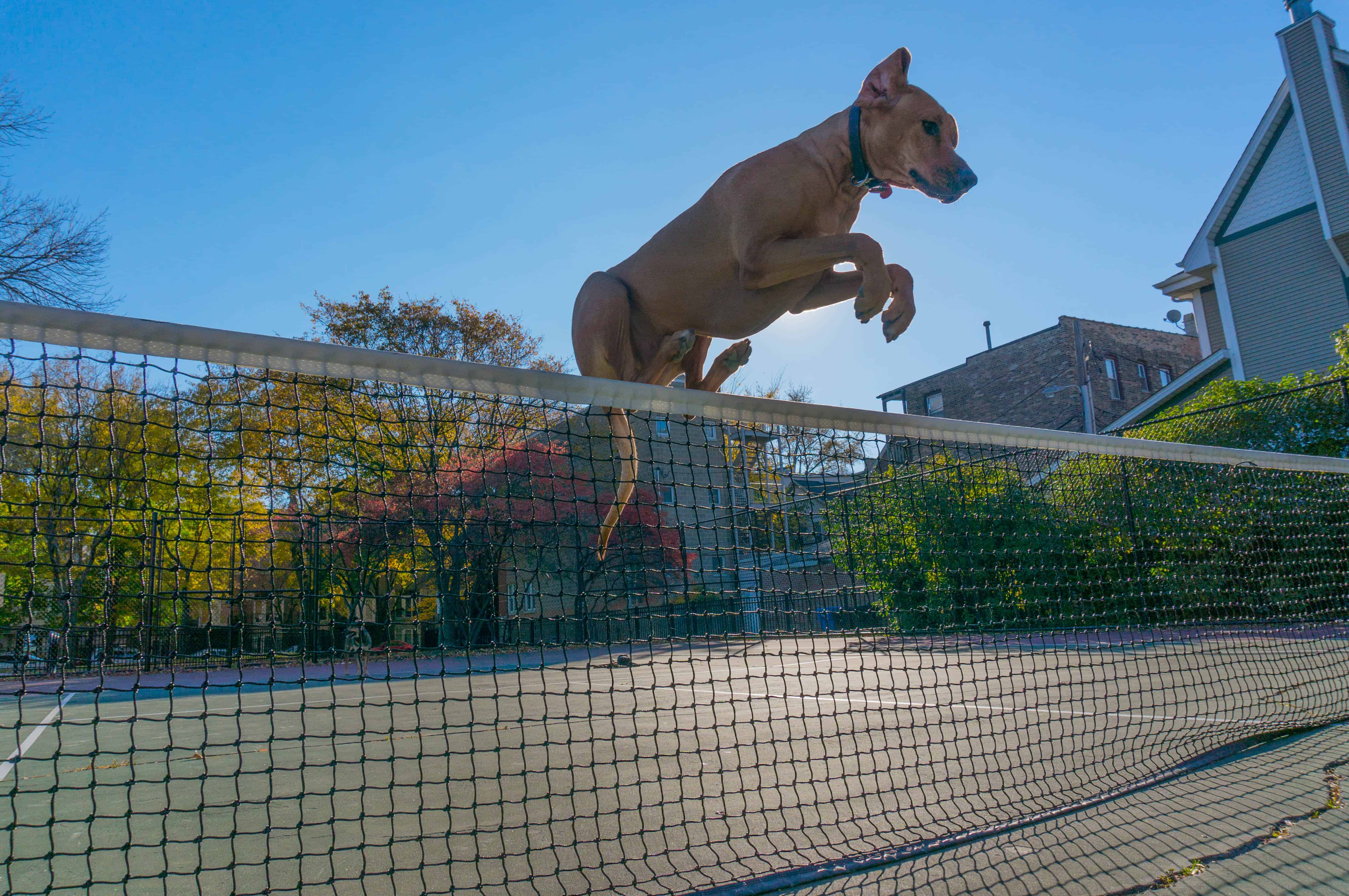 Rhodesian Ridgeback, dogs,  adventure, marking our territory, chicago, blog