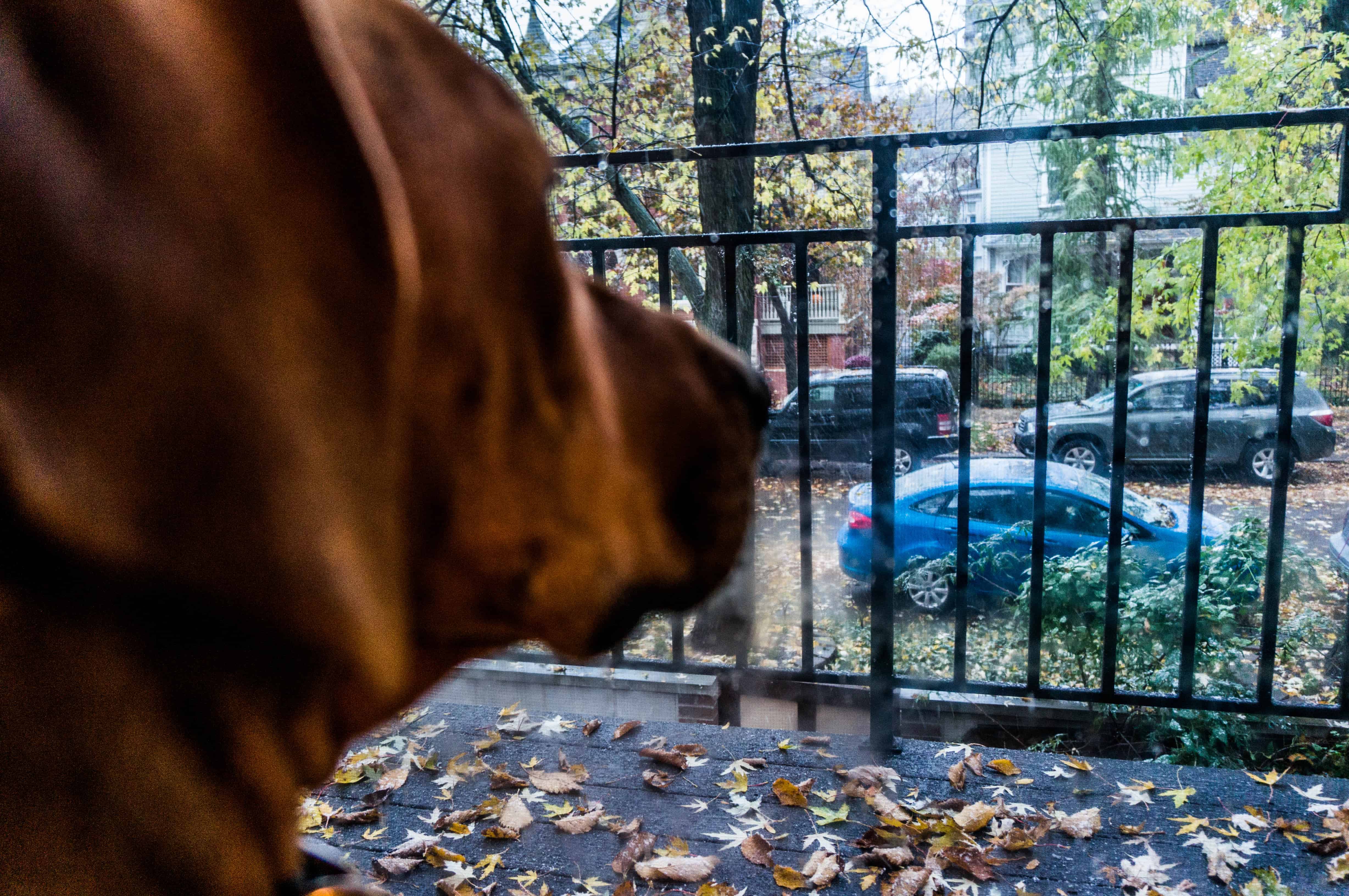 Rhodesian Ridgeback, adventure, dogs, marking our territory, chicago, photos, winter, dog