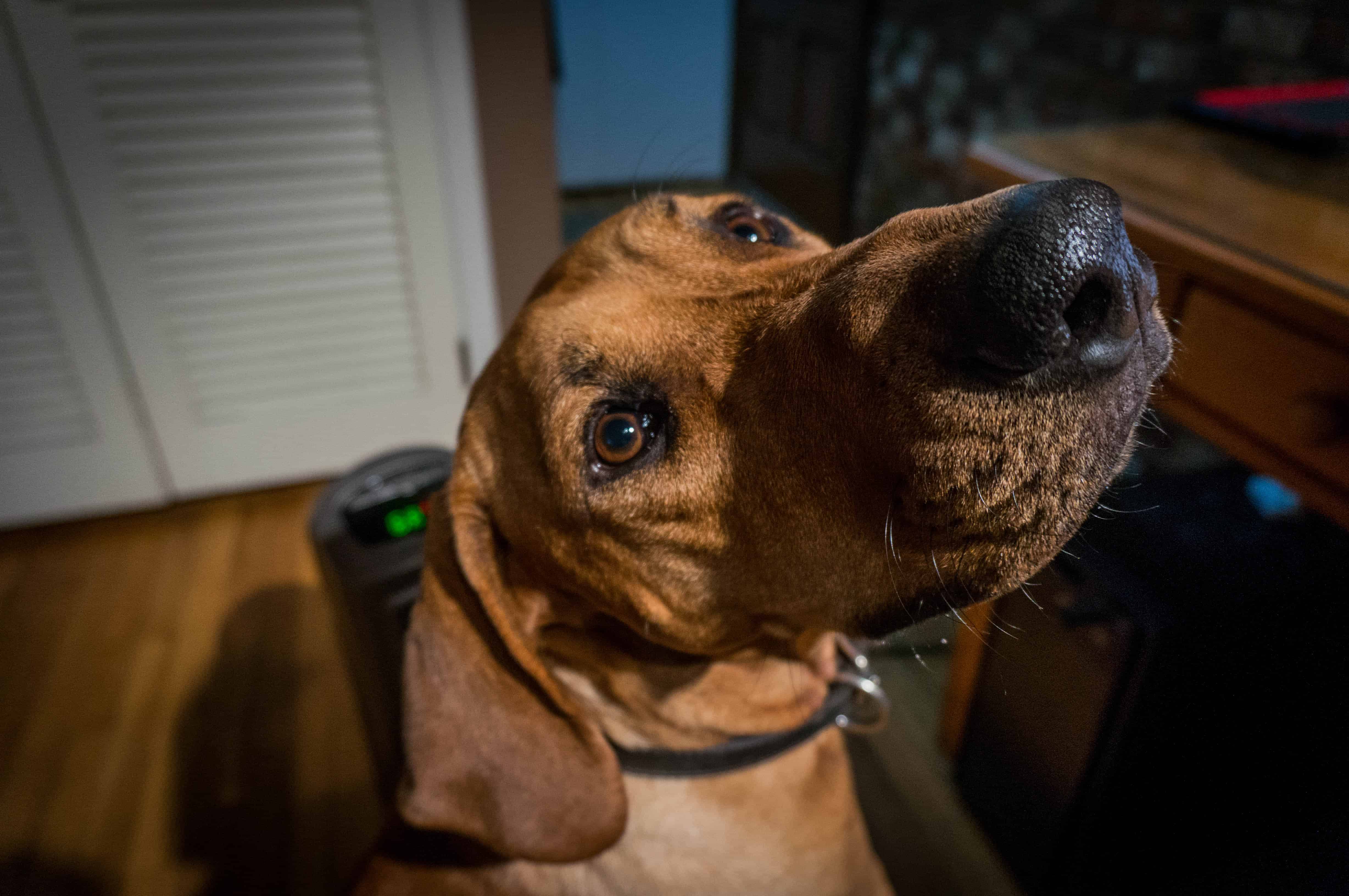 Rhodesian Ridgeback, adventure, dogs, marking our territory, chicago, photos, winter, dog