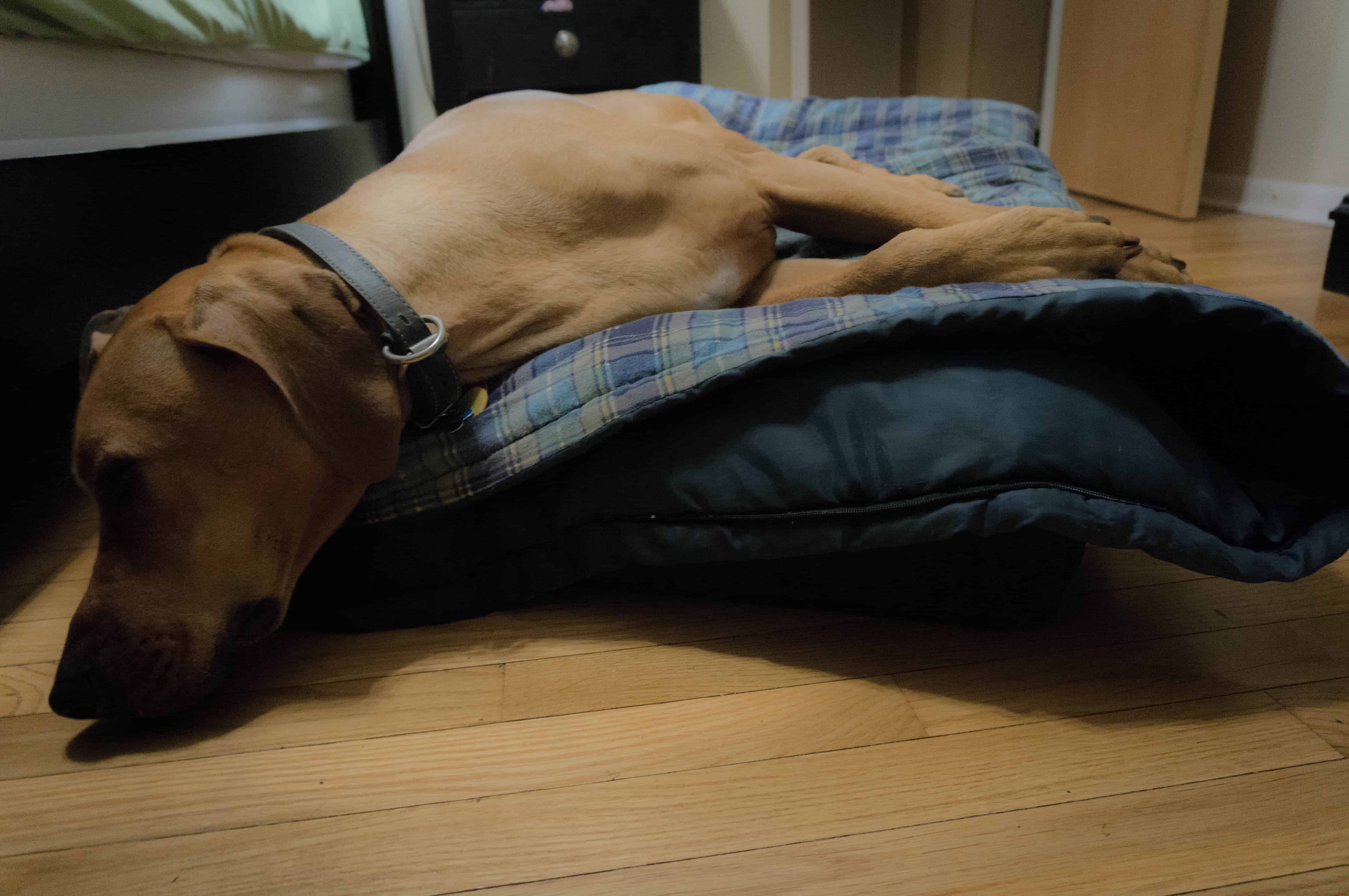 Rhodesian Ridgeback, adventure, marking our territory, chicago, dog blog