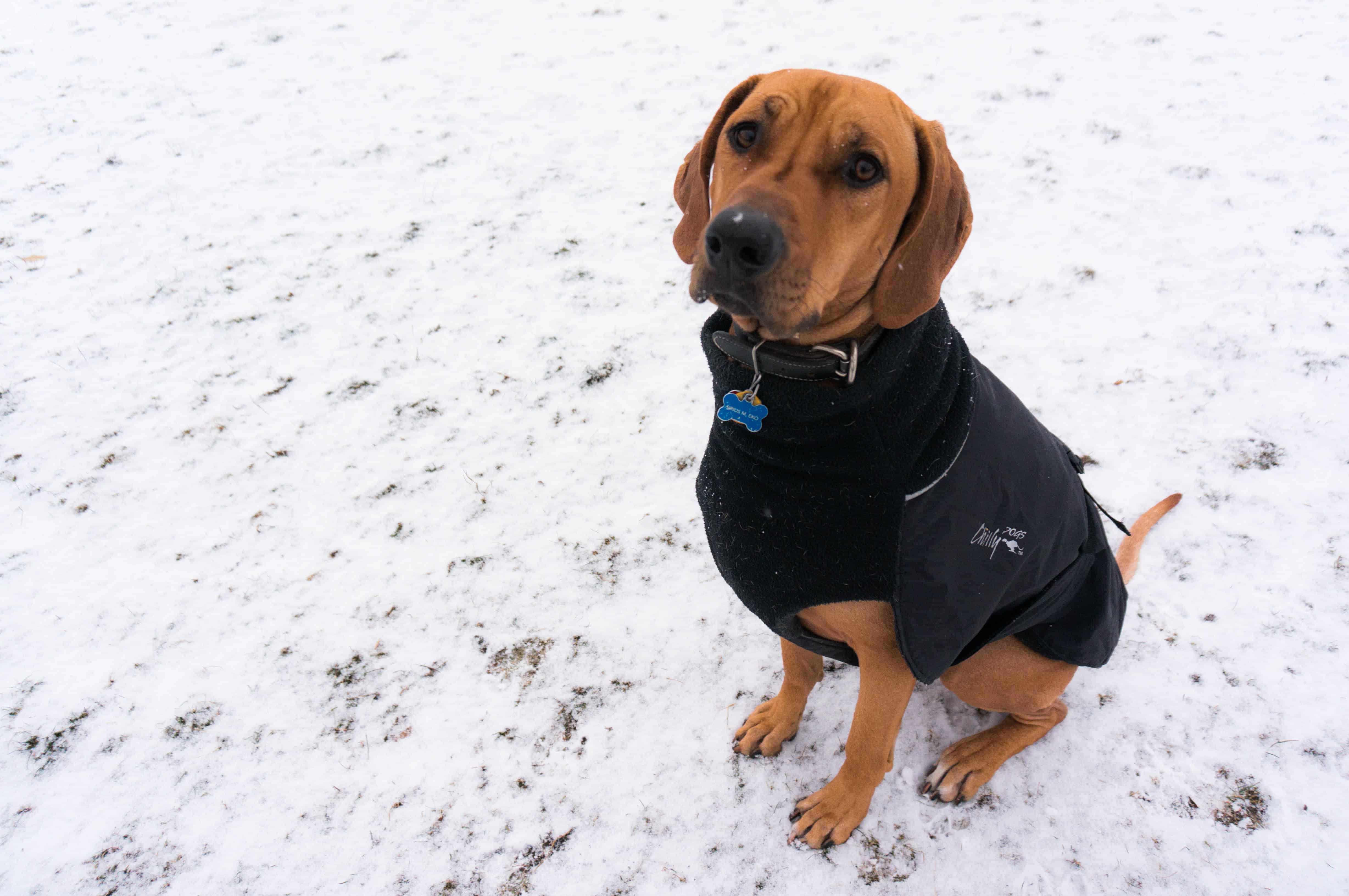 rhodesian ridgeback winter coat