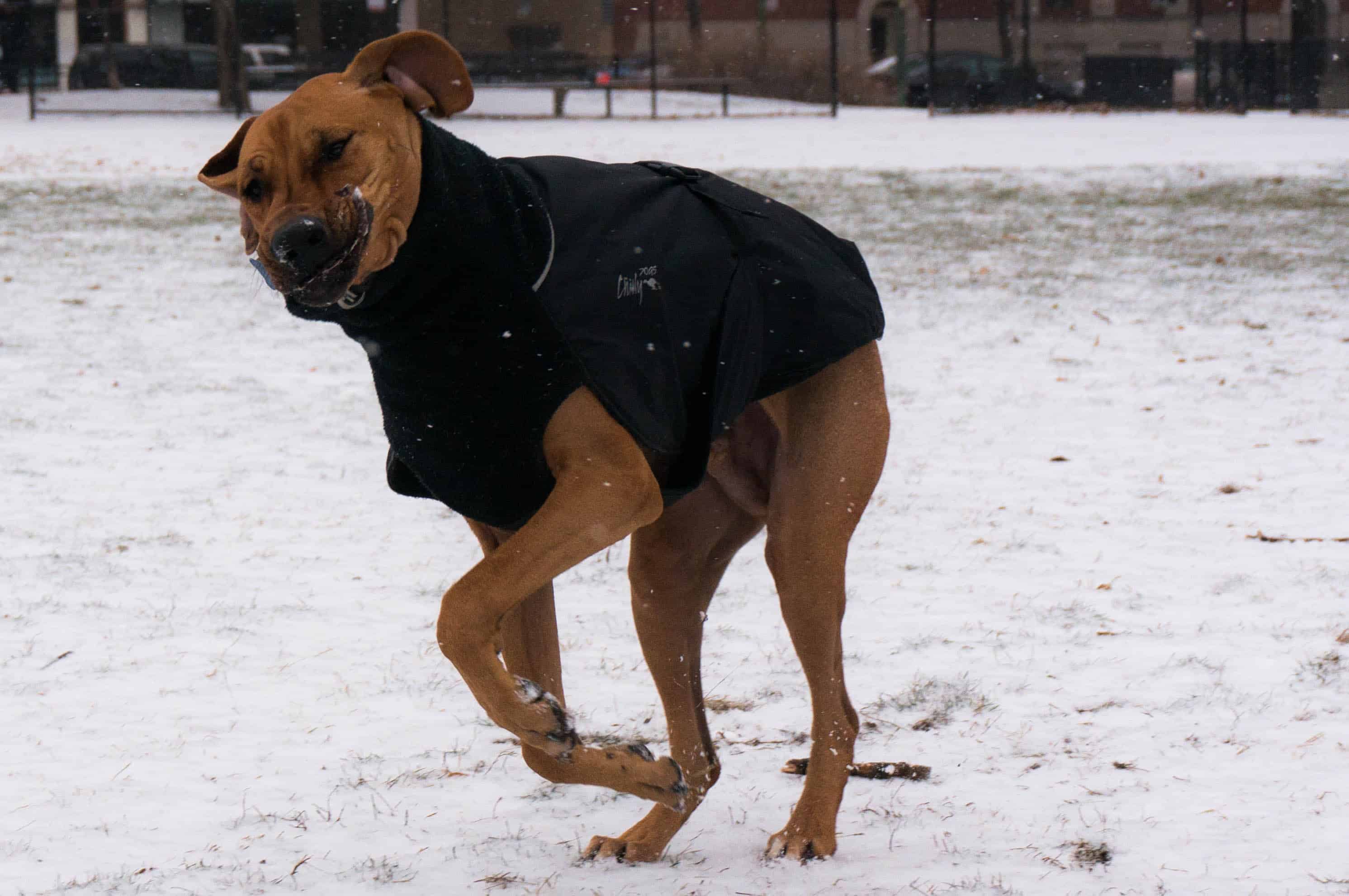 Rhodesian Ridgeback, jacket, winter, dogs, marking our territory, dog blog, pet friendly 