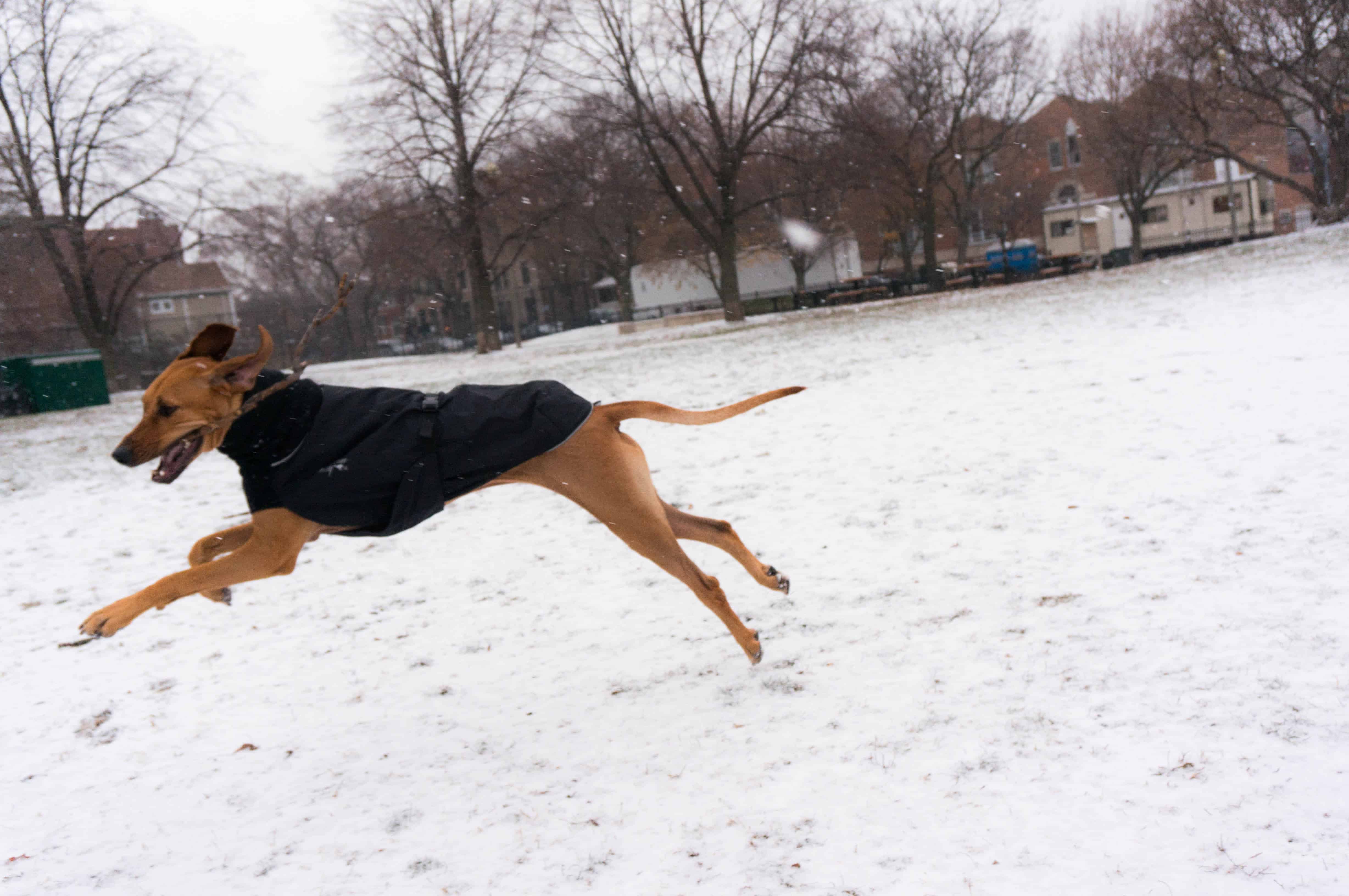 Rhodesian Ridgeback, jacket, winter, dogs, marking our territory, dog blog, pet friendly 