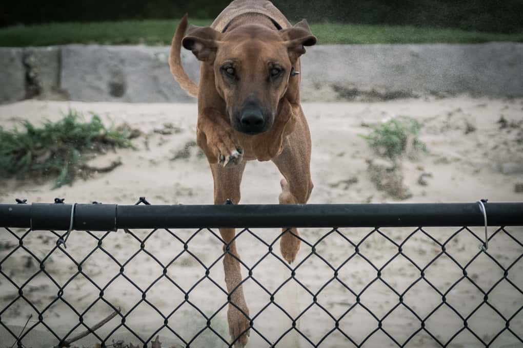 Rhodesian Ridgeback, puppy, chicago, marking our territory