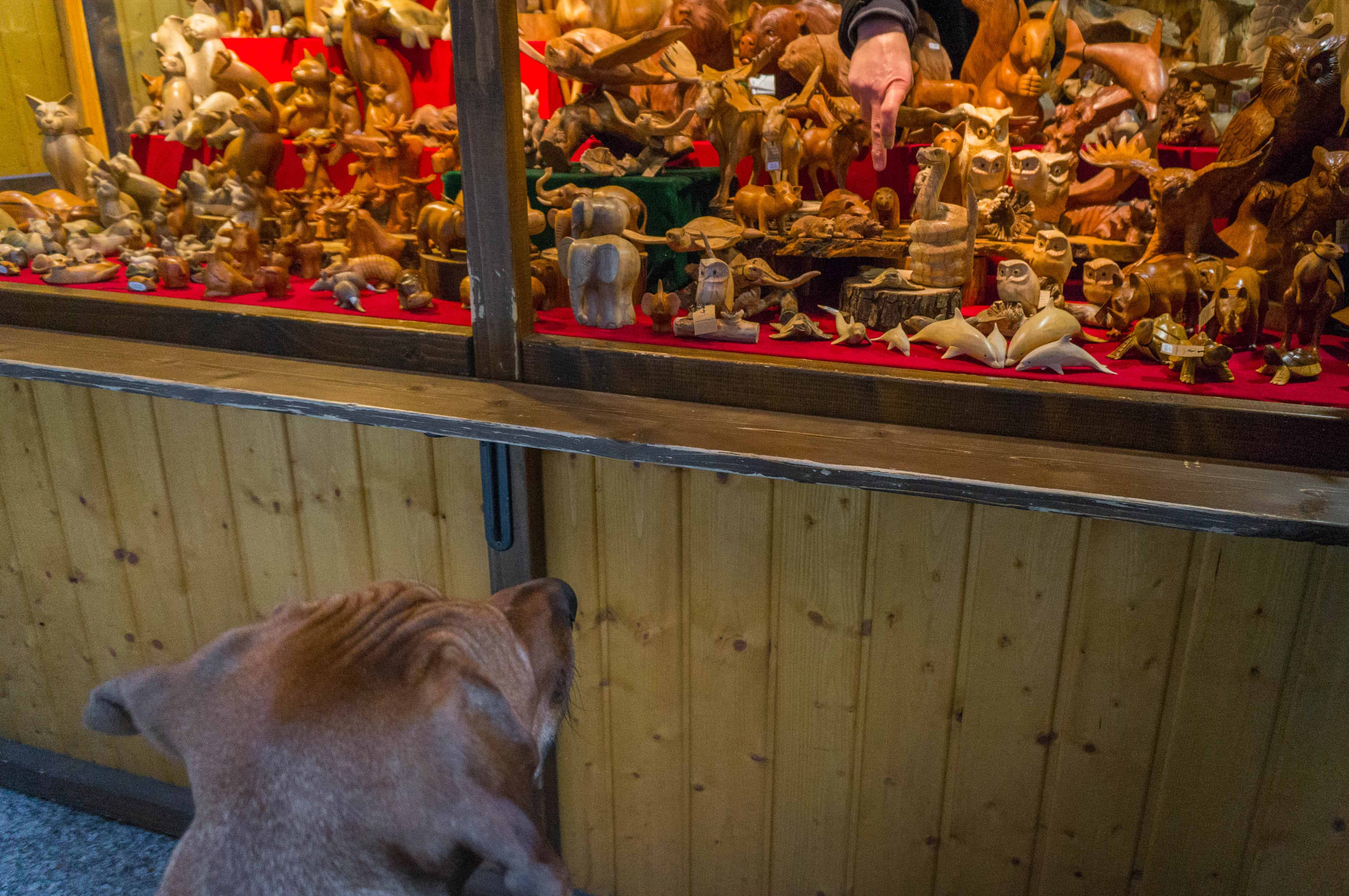 rhodesian ridgeback, dogs, adventure, chicago, pet friendly, dog blog