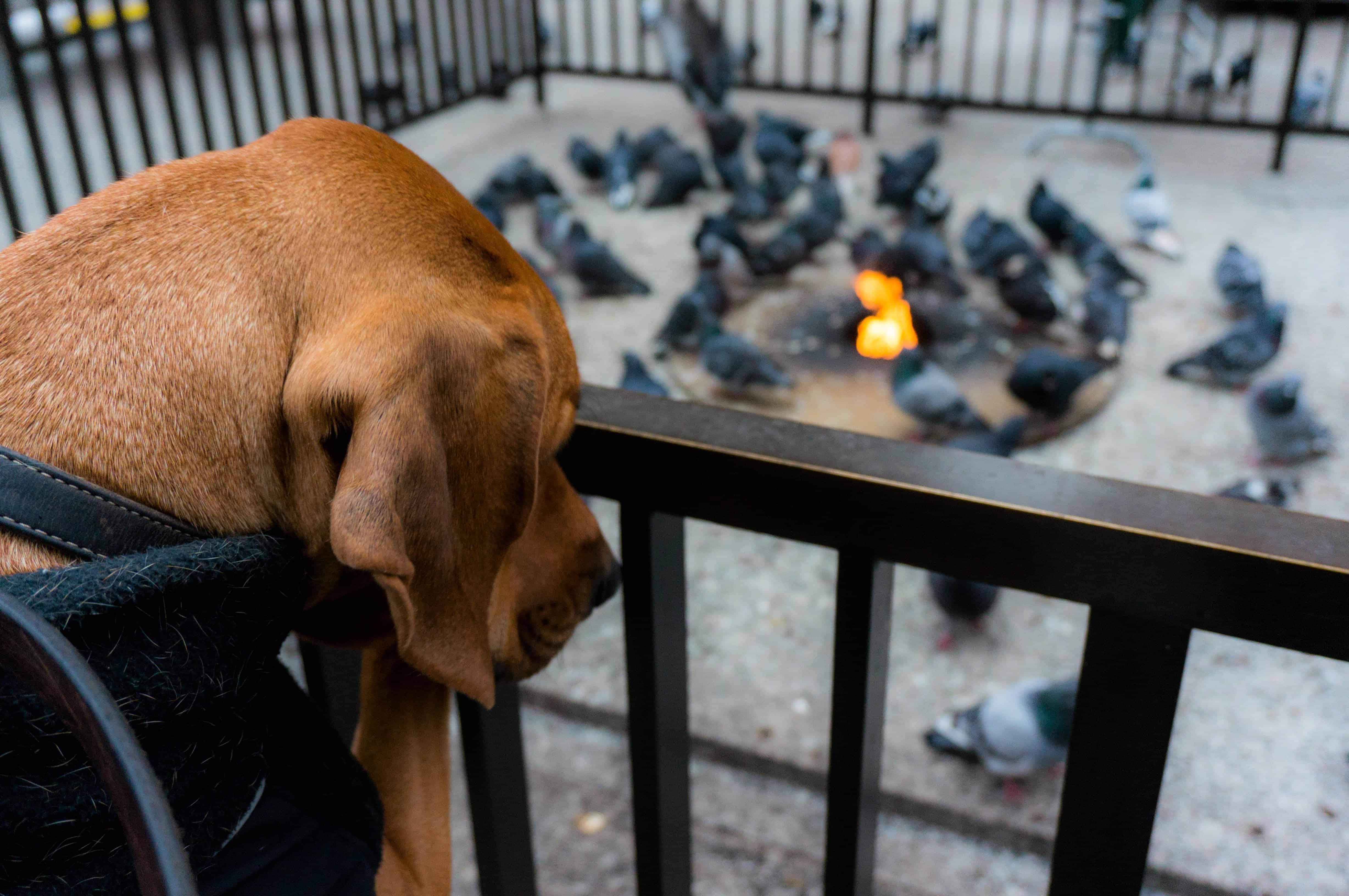 rhodesian ridgeback, dogs, adventure, chicago, pet friendly, dog blog