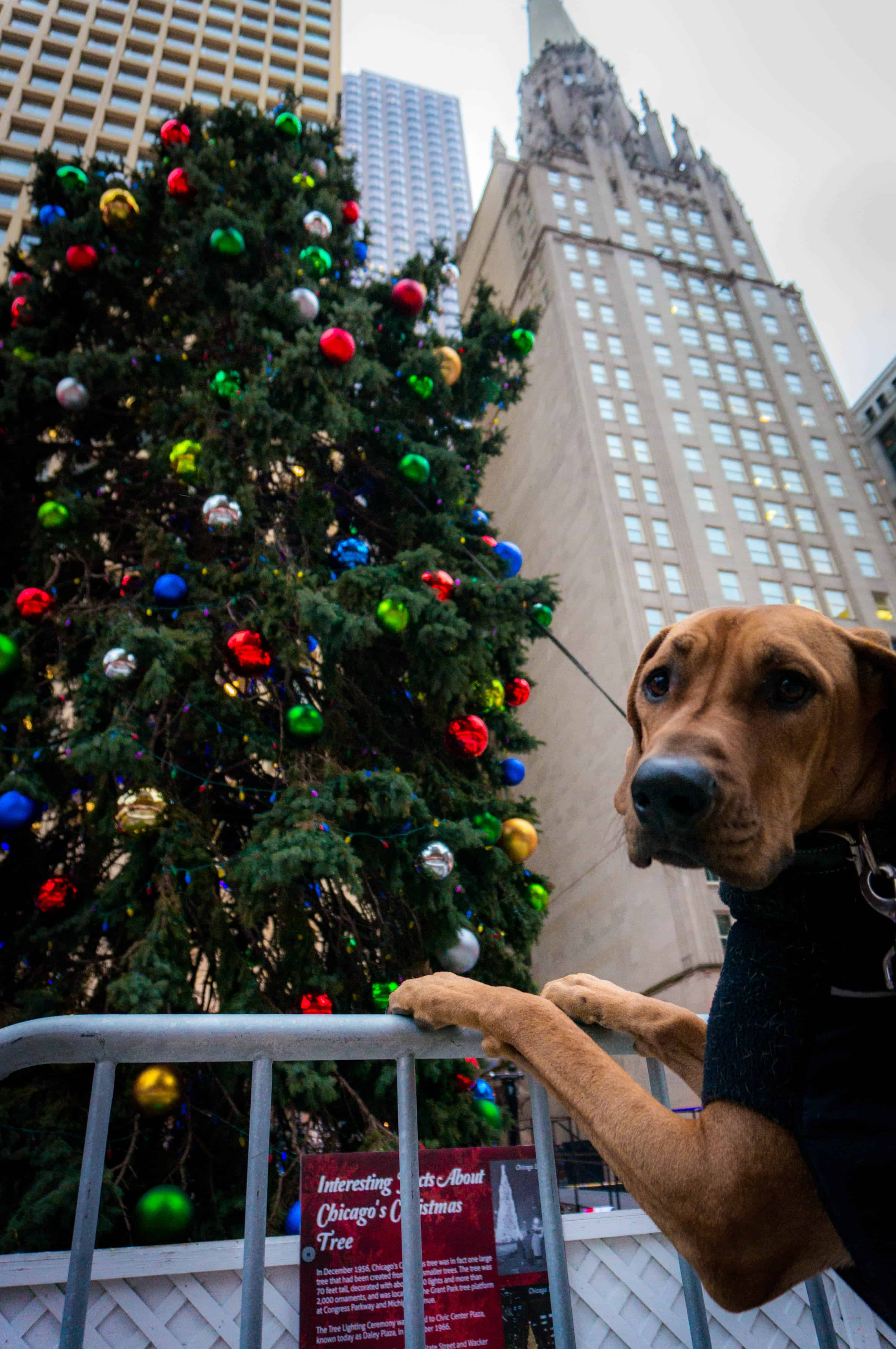 rhodesian ridgeback, dogs, adventure, chicago, pet friendly, dog blog