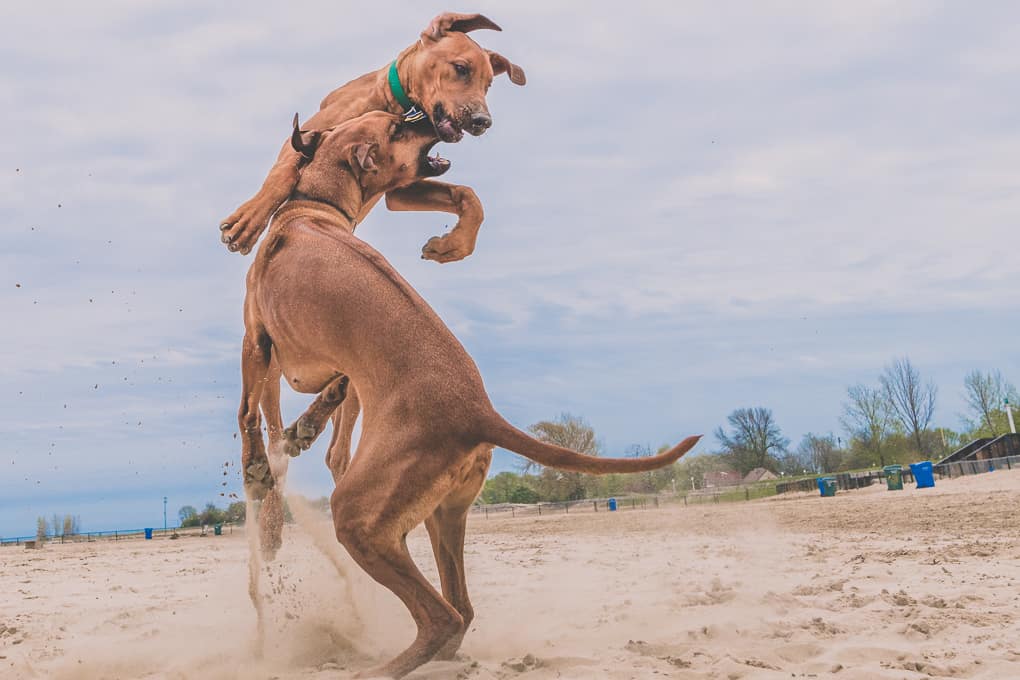 Rhodesian Ridgeback, puppy, Montrose Dog Beach, Chicago, Marking Our Territory