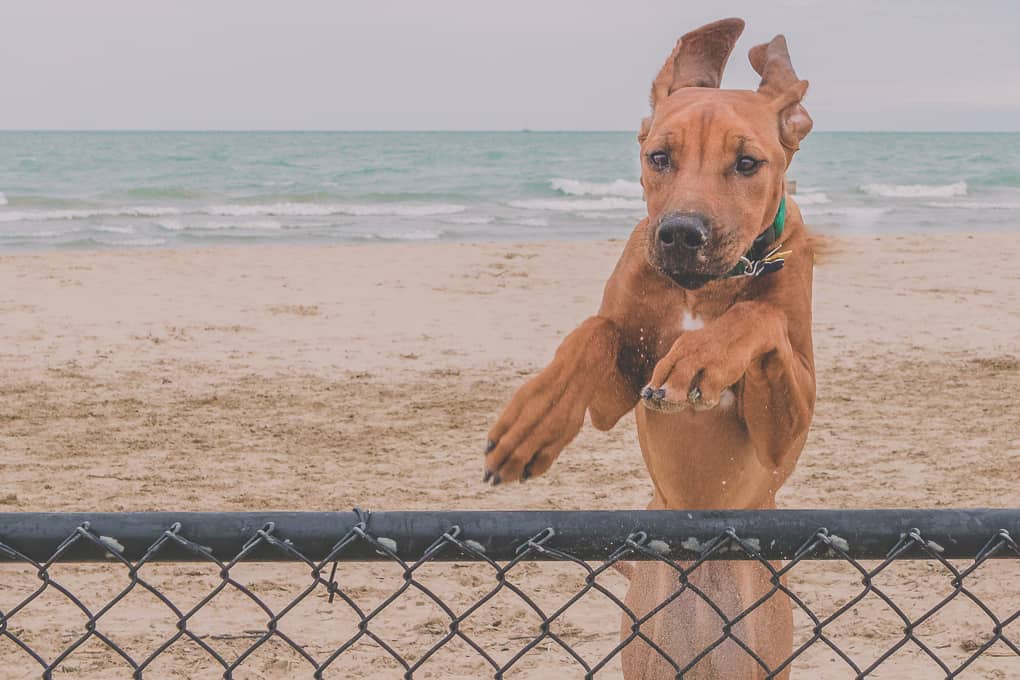 Rhodesian Ridgeback, puppy, Montrose Dog Beach, Chicago, Marking Our Territory