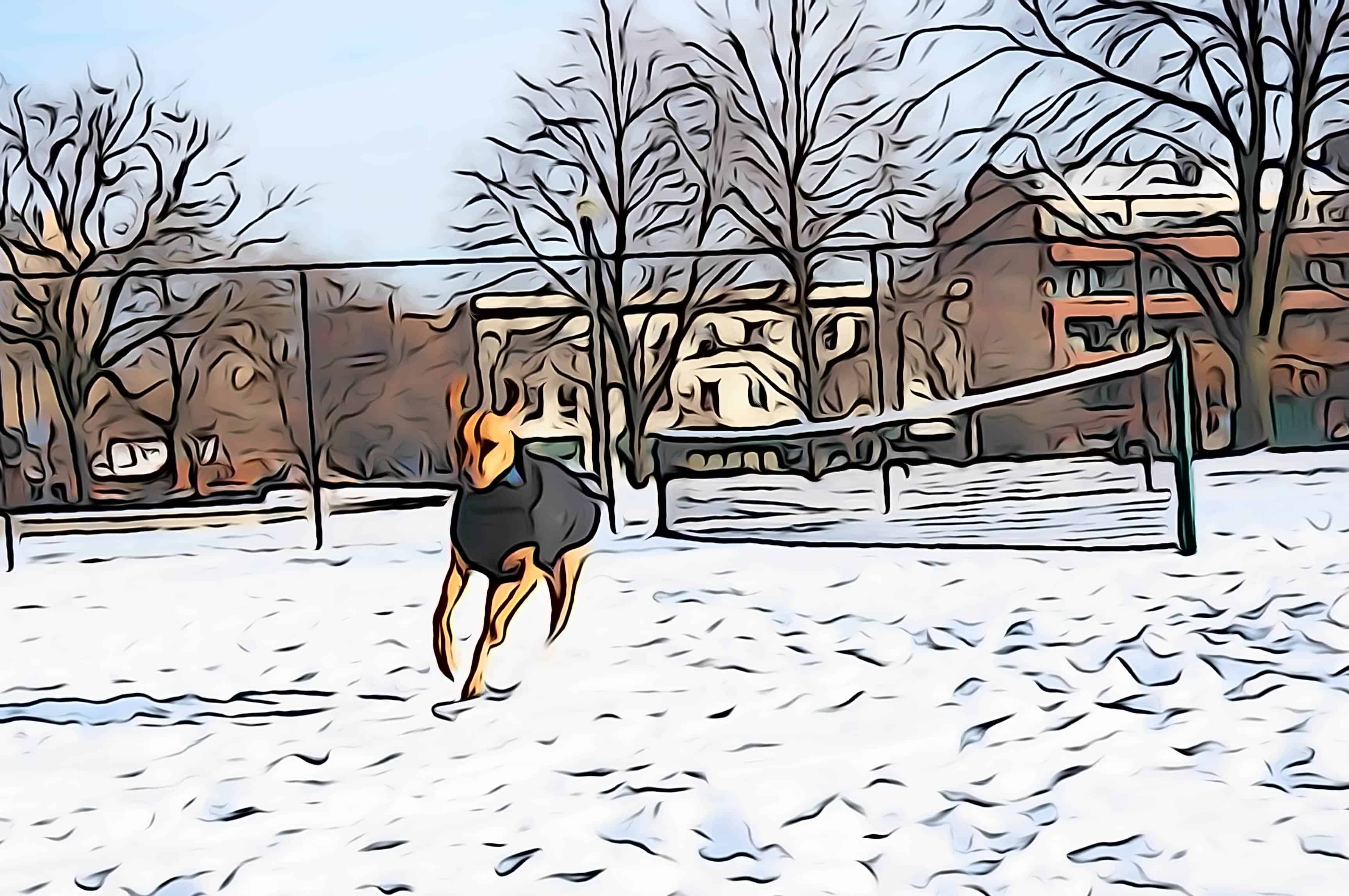 Rhodesian Ridgeback, dog blog, adventure, dogs, chicago, marking our territory, petcentric