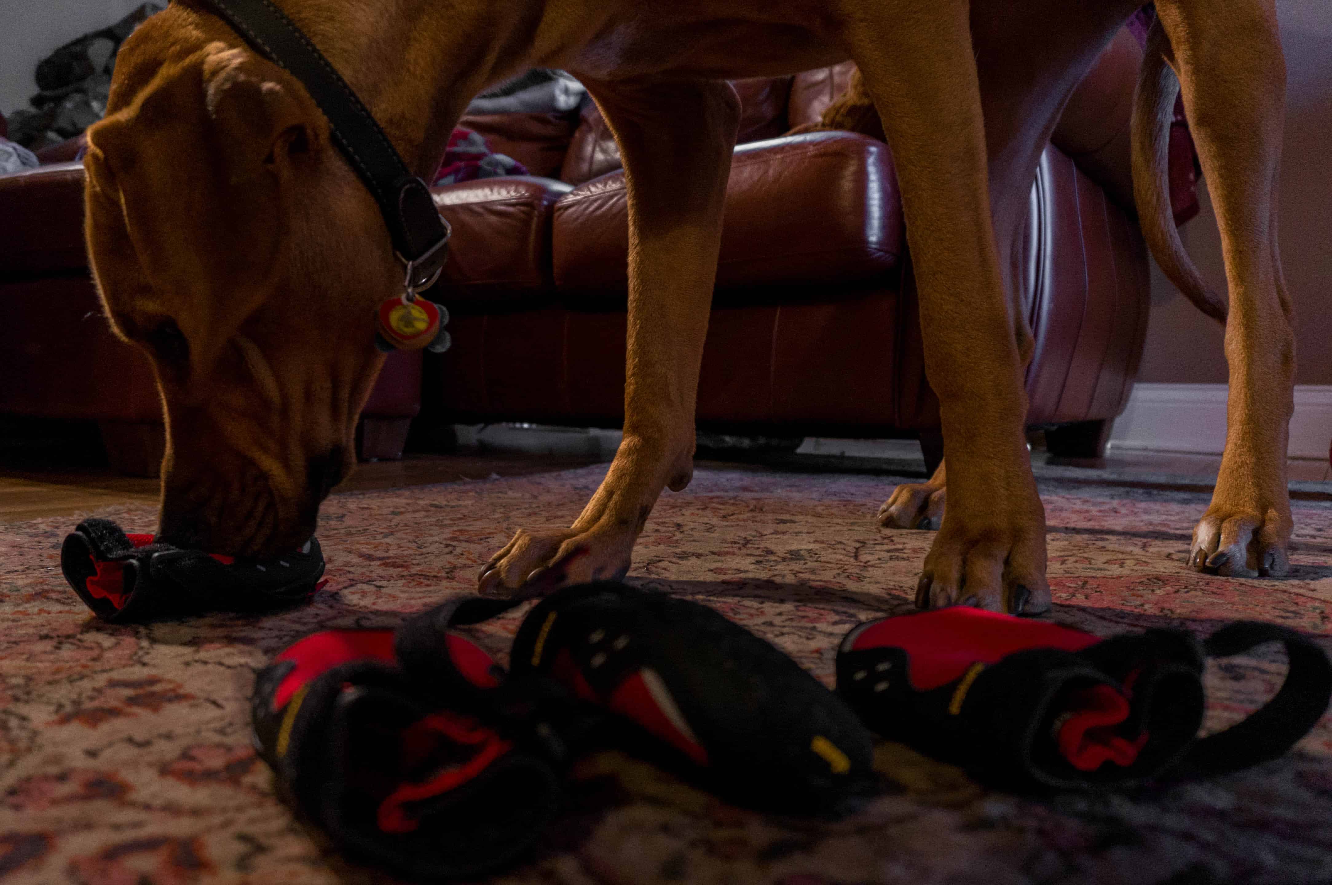 Rhodesian Ridgeback, adventure, dog blog, dogs, photos, pets, adventure, chicago, winter, dog boots