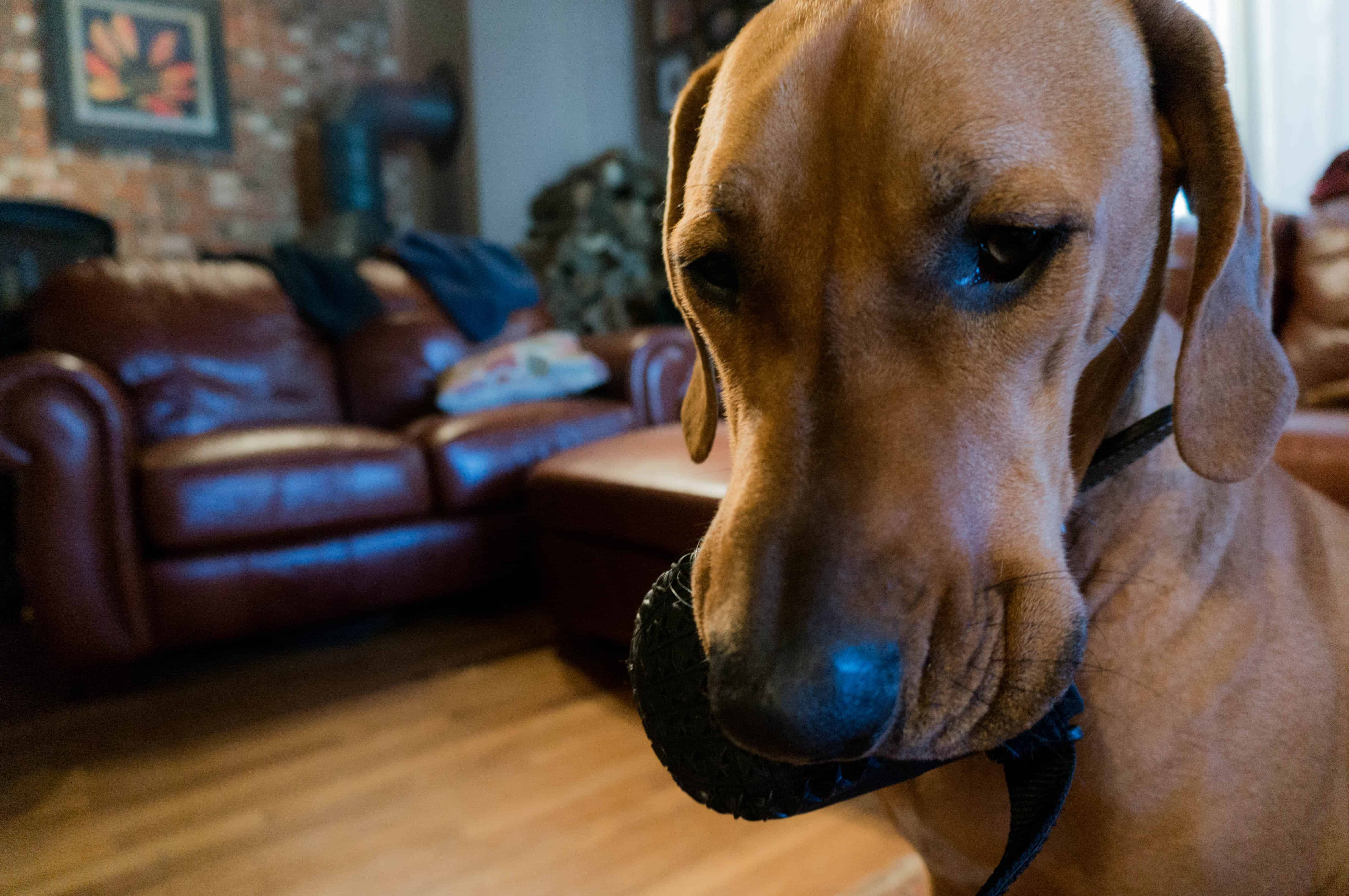 Rhodesian Ridgeback, adventure, dog blog, dogs, photos, pets, adventure, chicago, winter, dog boots