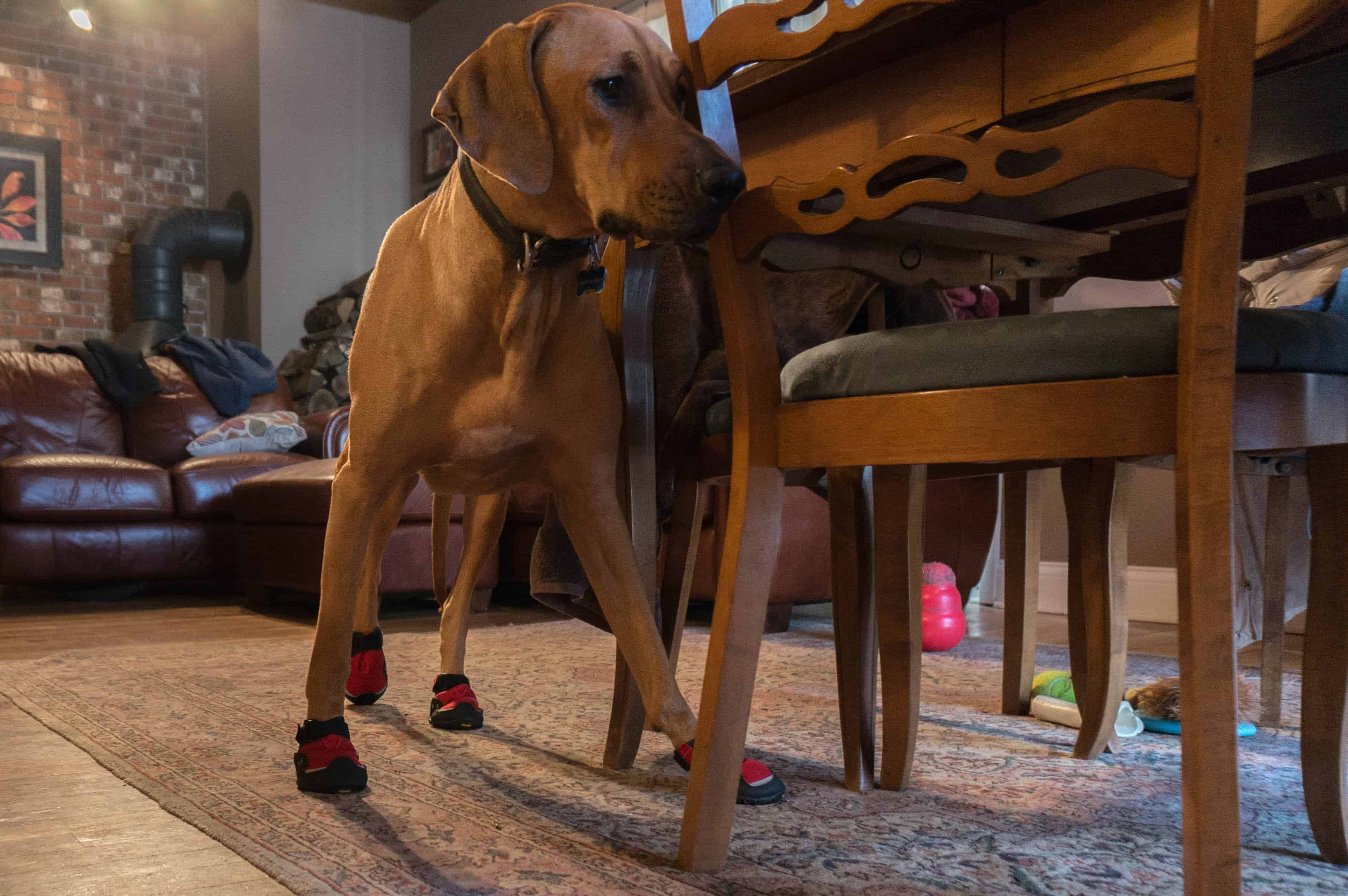 Rhodesian Ridgeback, adventure, dog blog, dogs, photos, pets, adventure, chicago, winter, dog boots