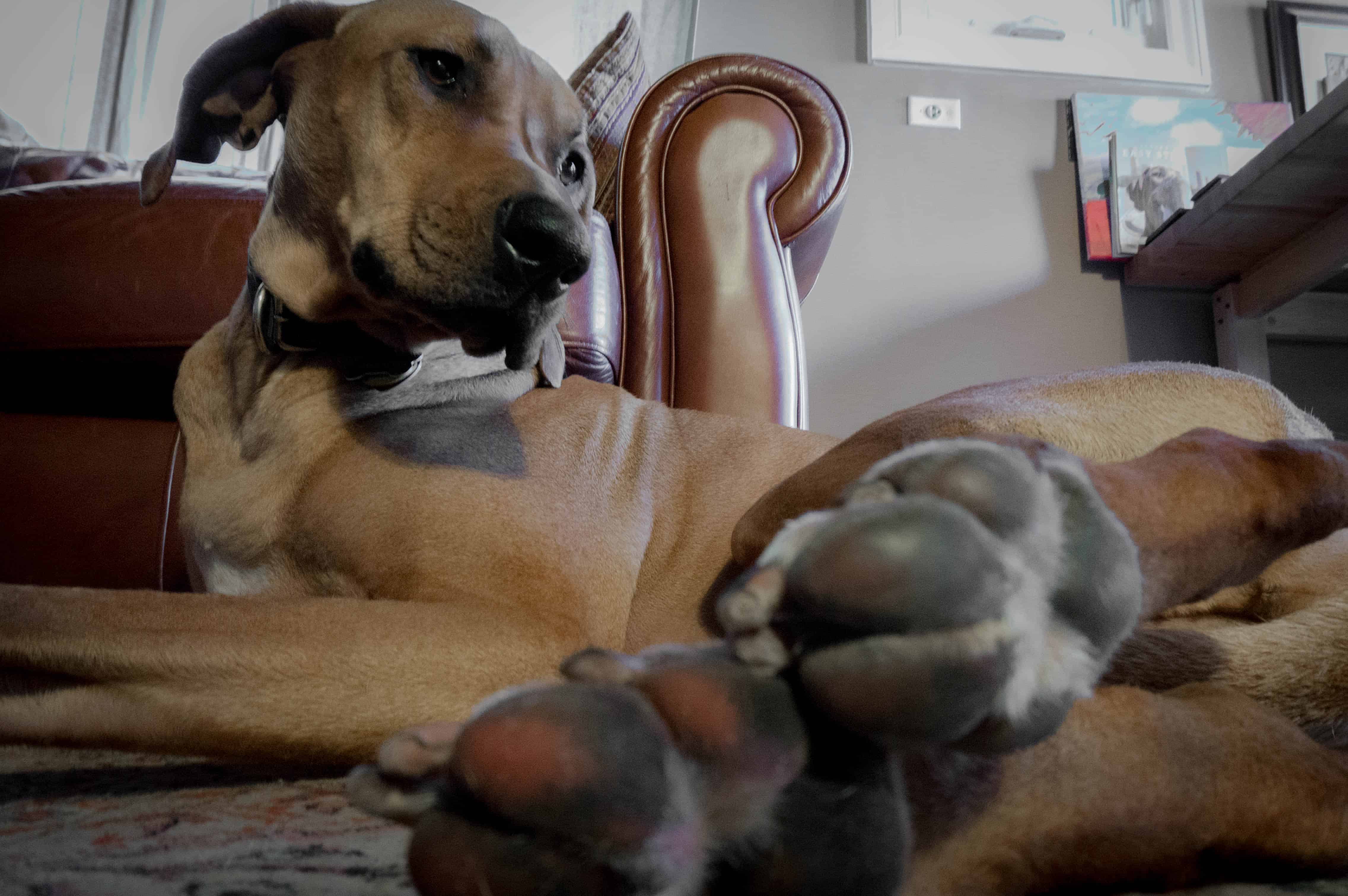 Rhodesian Ridgeback, adventure, dog blog, dogs, photos, pets, adventure, chicago, winter, dog boots