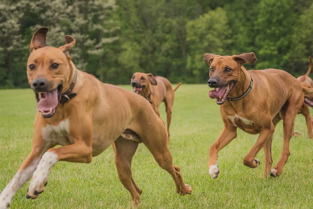 Rhodesian Ridgeback, Lure Coursing, Marking Our Territory