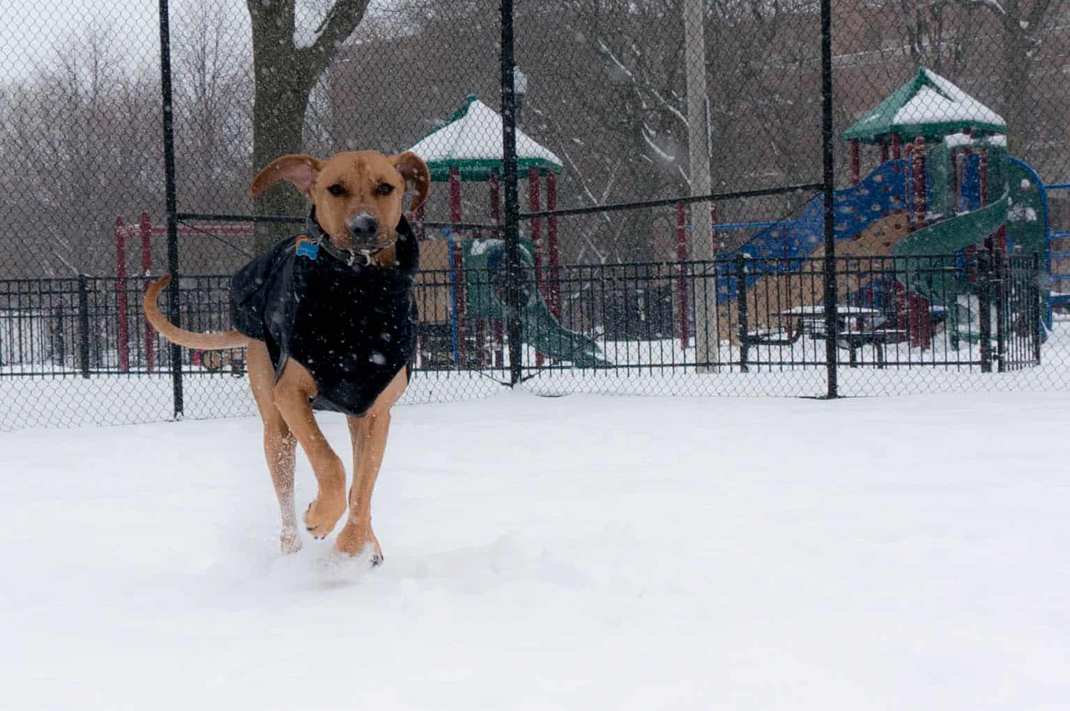 Rhodesian Ridgeback, marking our territory, dog blog, adventure, chicago, dogs, snow, winter