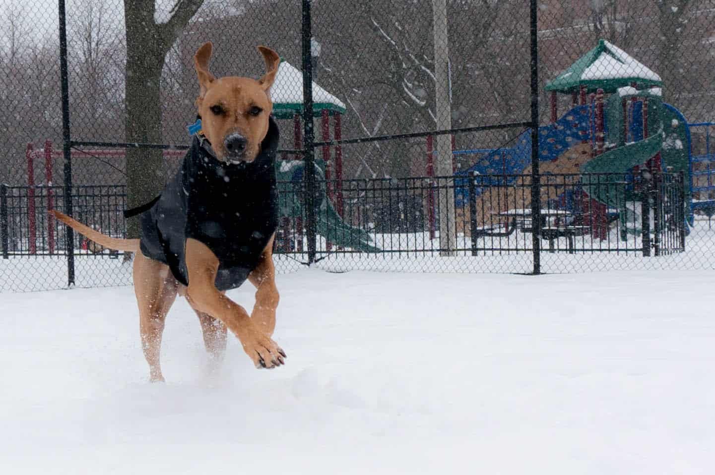 Rhodesian Ridgeback, marking our territory, dog blog, adventure, chicago, dogs, snow, winter