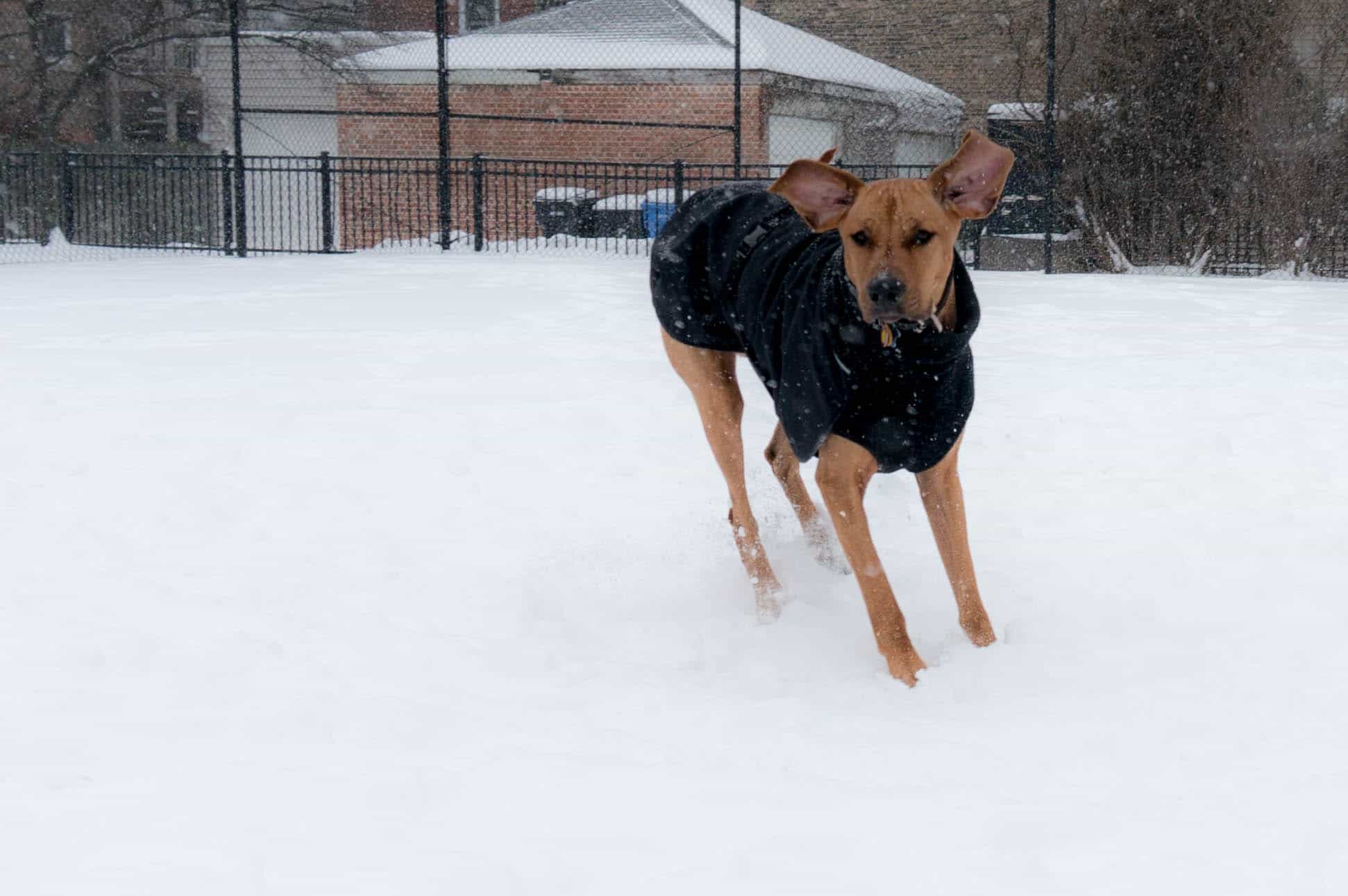 Rhodesian Ridgeback, marking our territory, dog blog, adventure, chicago, dogs, snow, winter