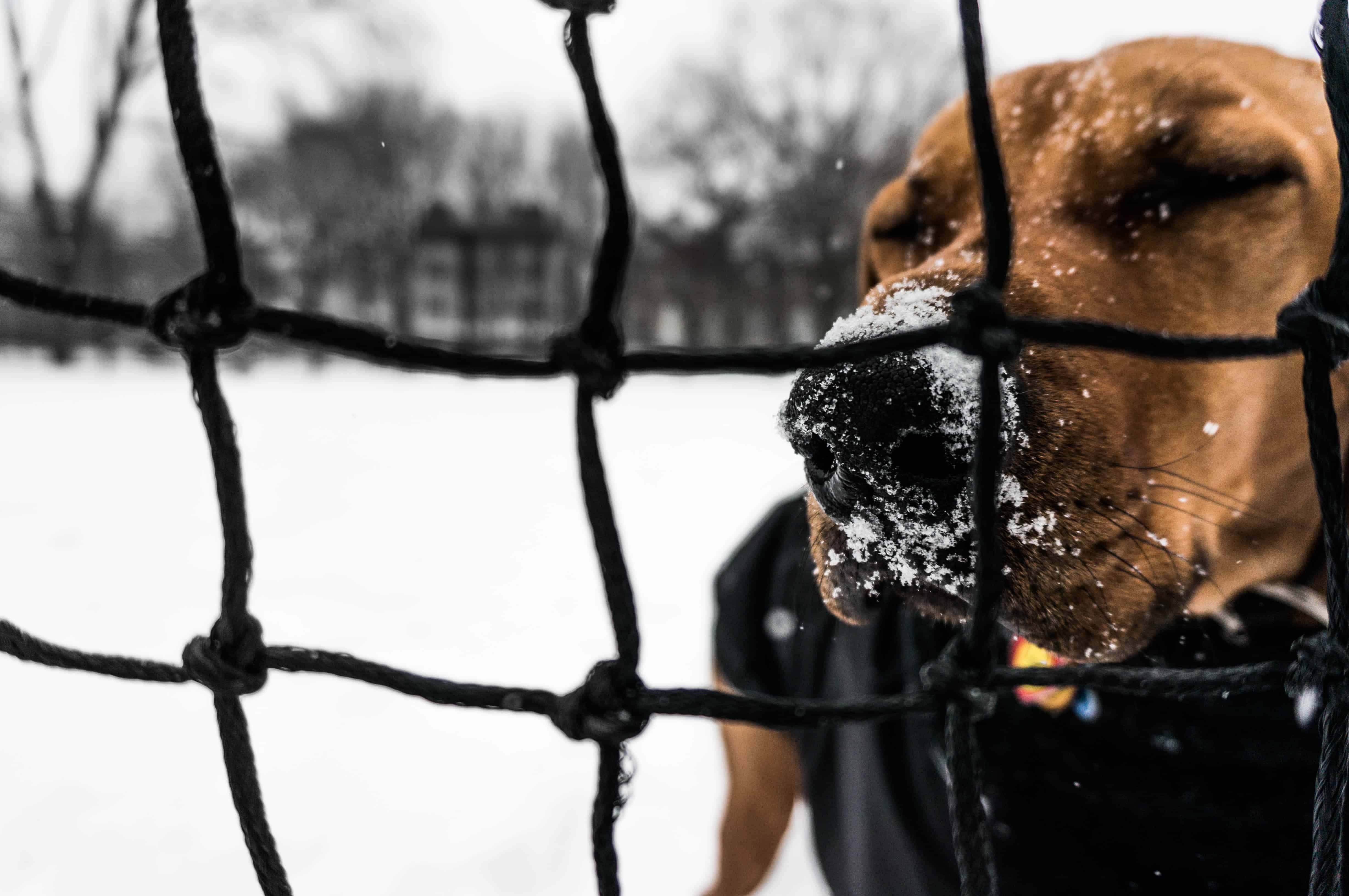 Rhodesian Ridgeback, dog blog, dogs, chicago, adventure, marking our territory, pet blog