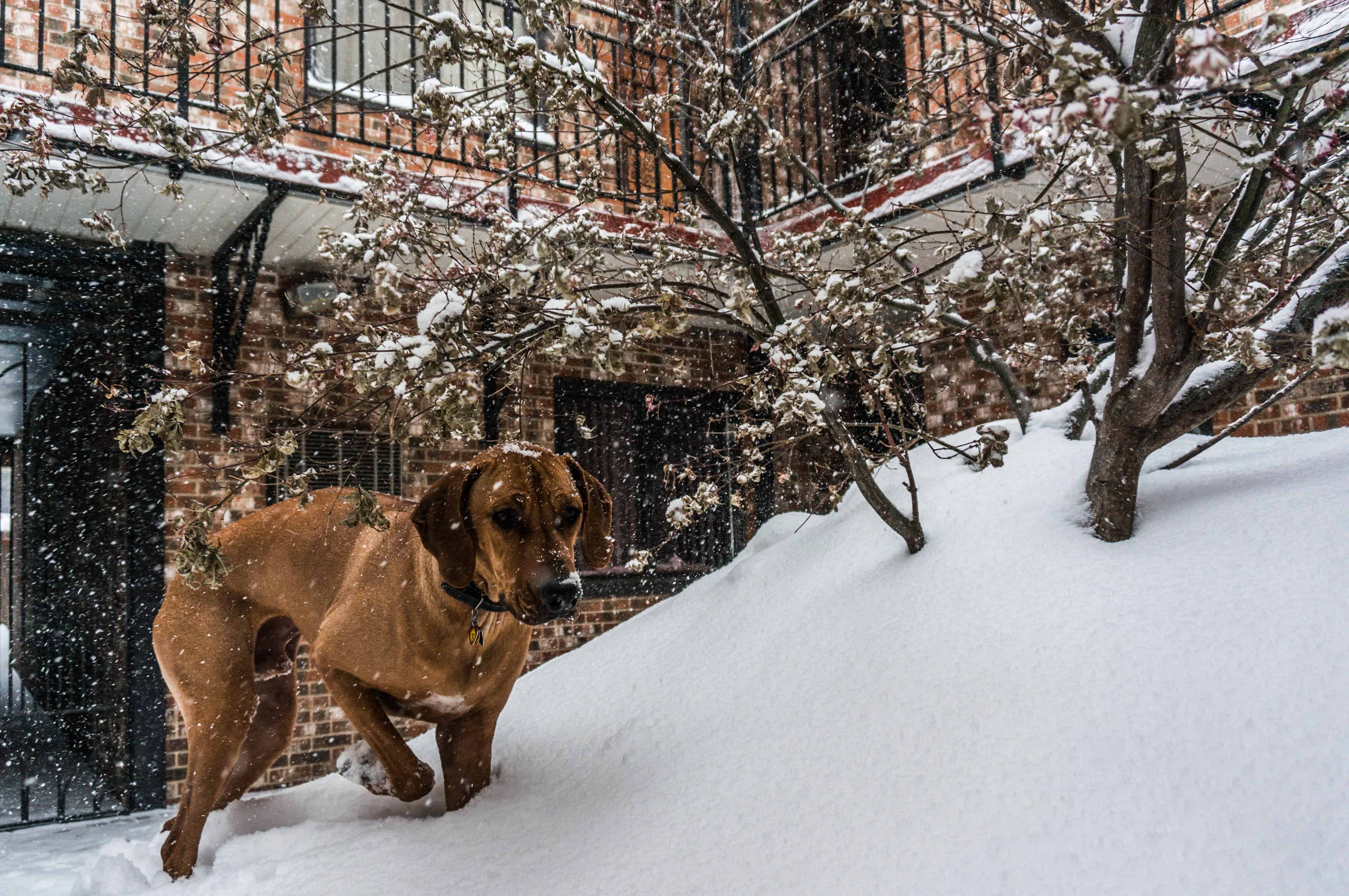 Rhodesian Ridgeback, marking our territory, dog blog, adventure, chicago, dogs, snow, winter