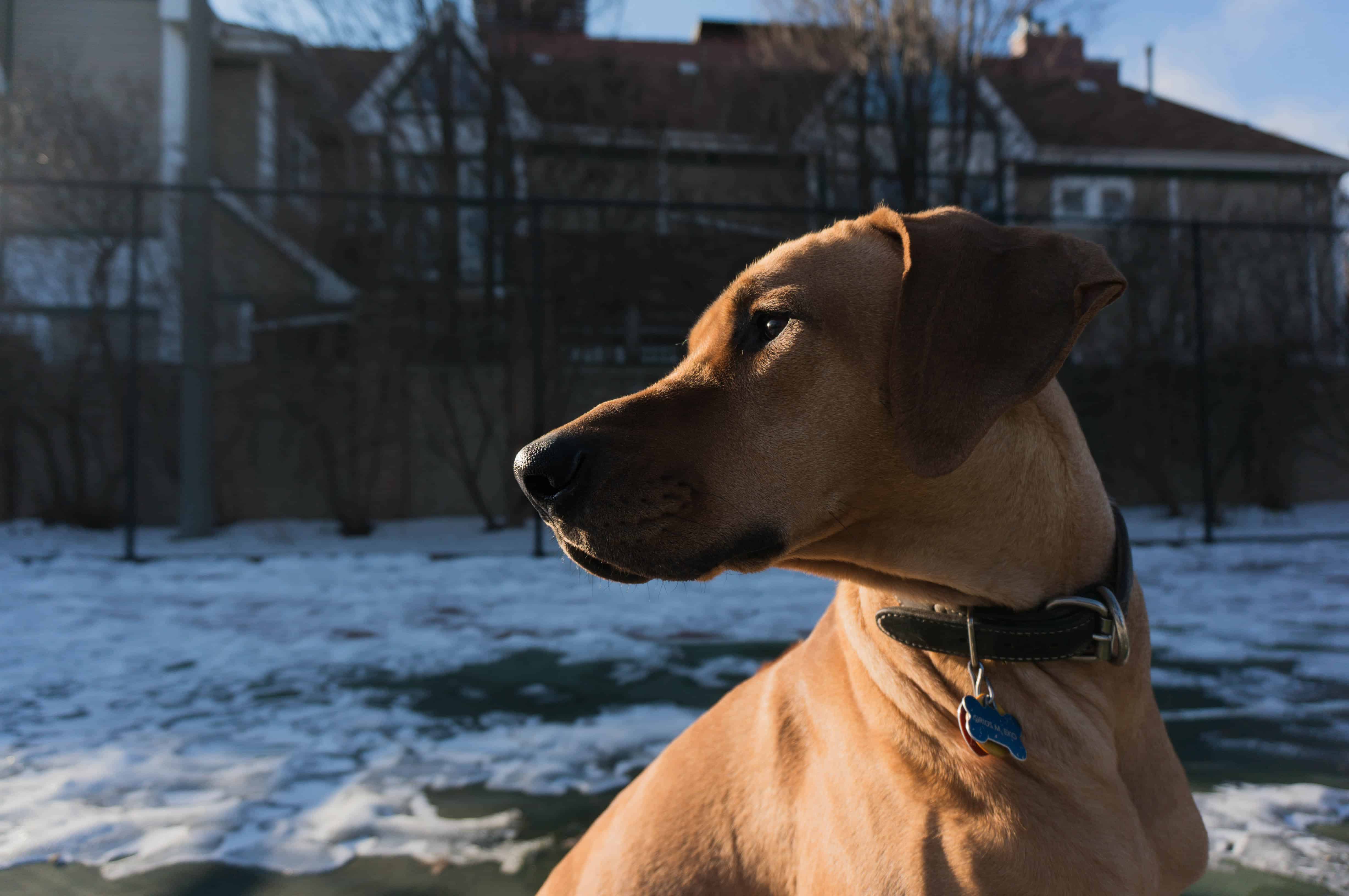 Rhodesian Ridgeback, marking our territory, adventure, dog blog, dogs, chicago