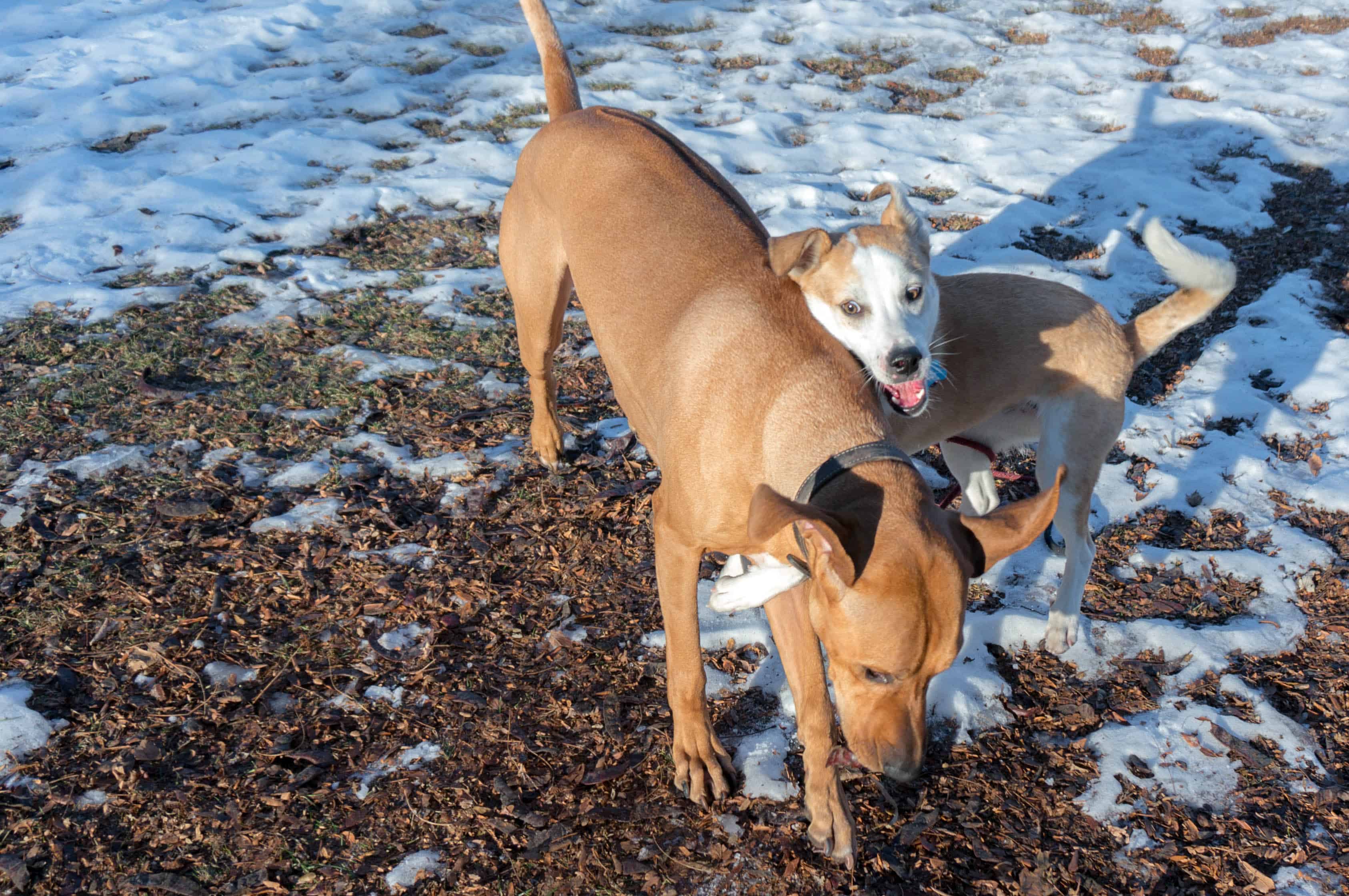 Rhodesian Ridgeback, marking our territory, adventure, dog blog, dogs, chicago