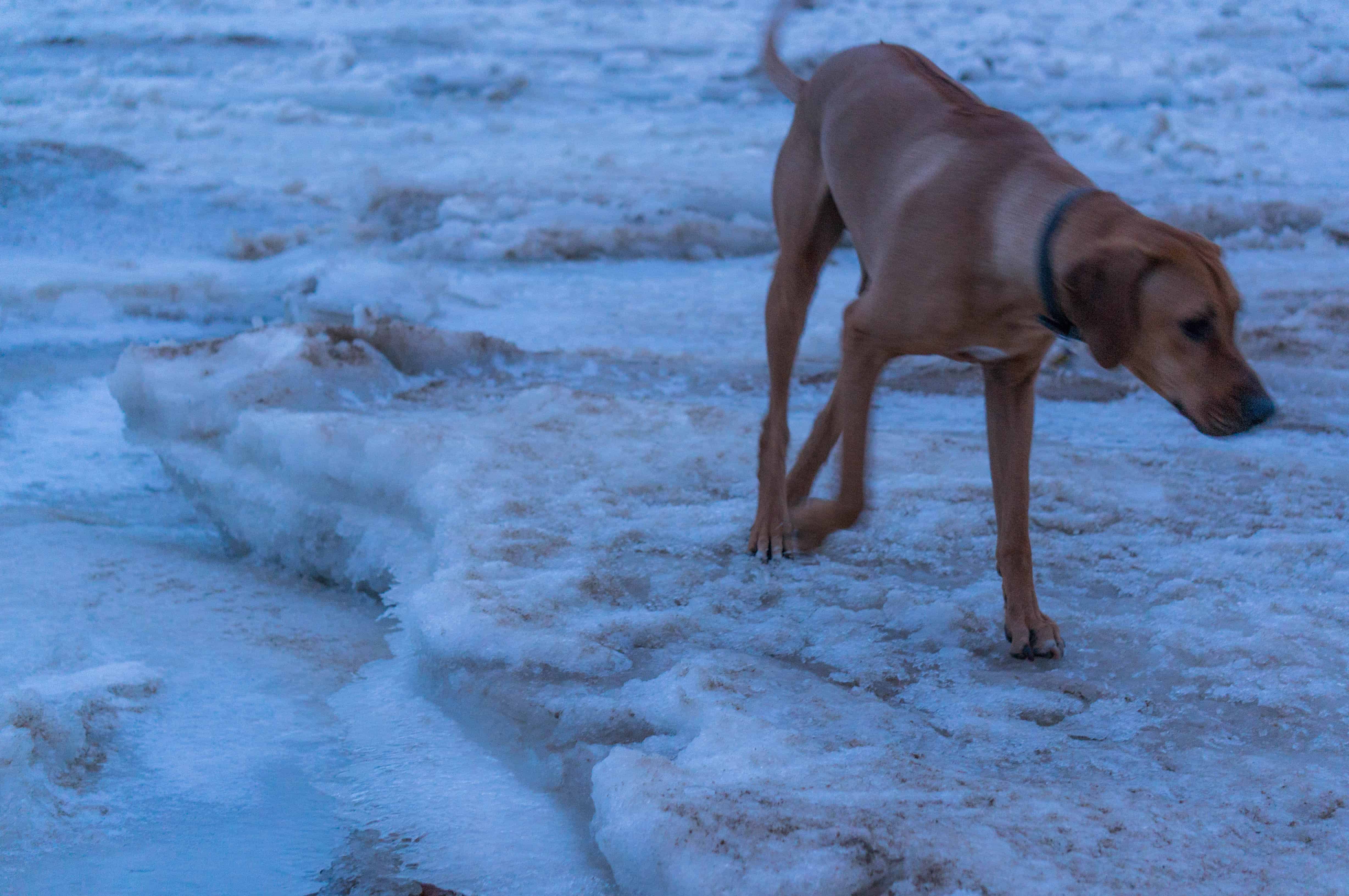 Rhodesian Ridgeback, dog blog, dogs, adventure, marking our territory, chicago, dog park