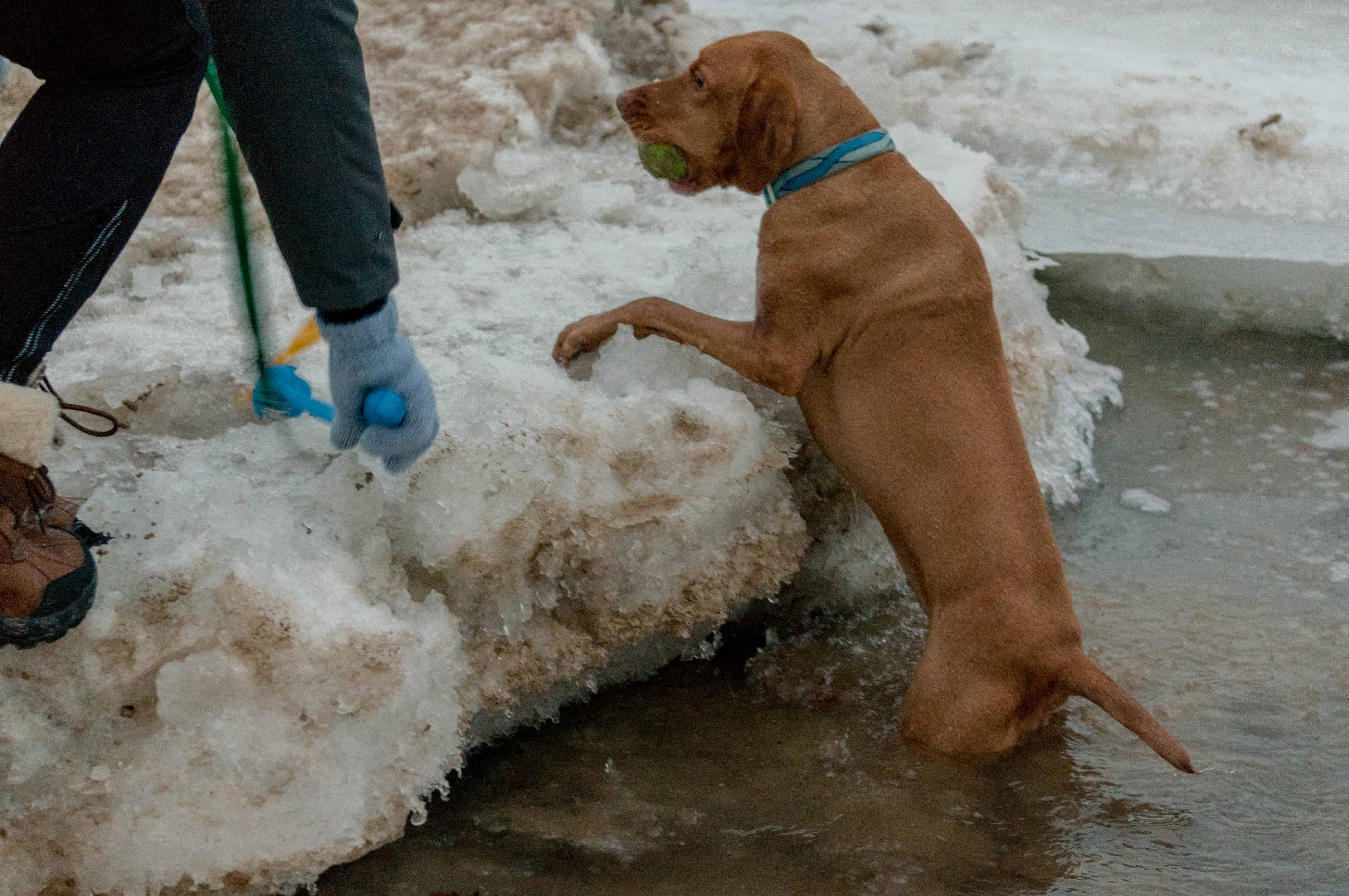 Rhodesian Ridgeback, dog blog, dogs, adventure, marking our territory, chicago, dog park