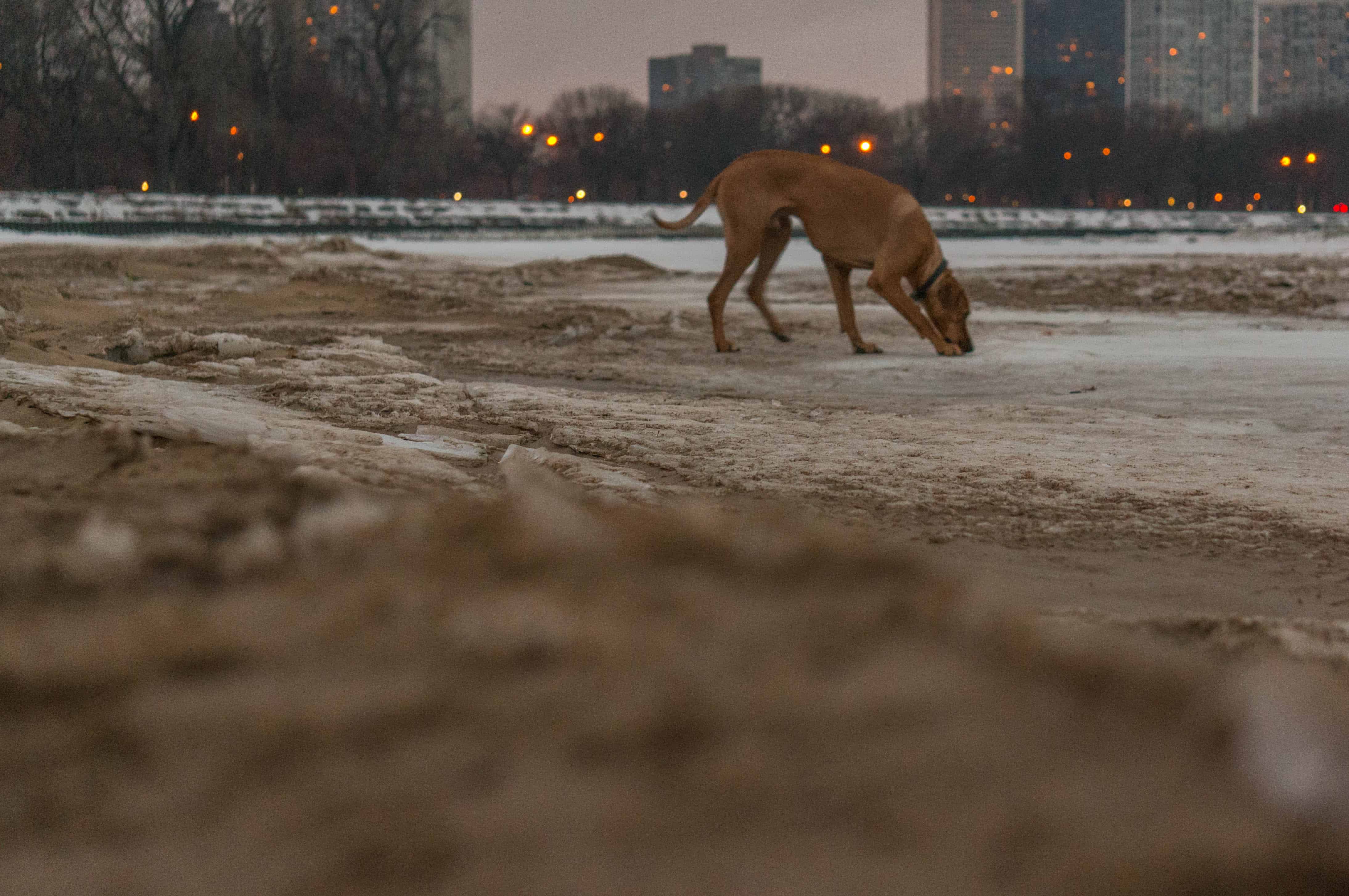 Rhodesian Ridgeback, dog blog, dogs, adventure, marking our territory, chicago, dog park