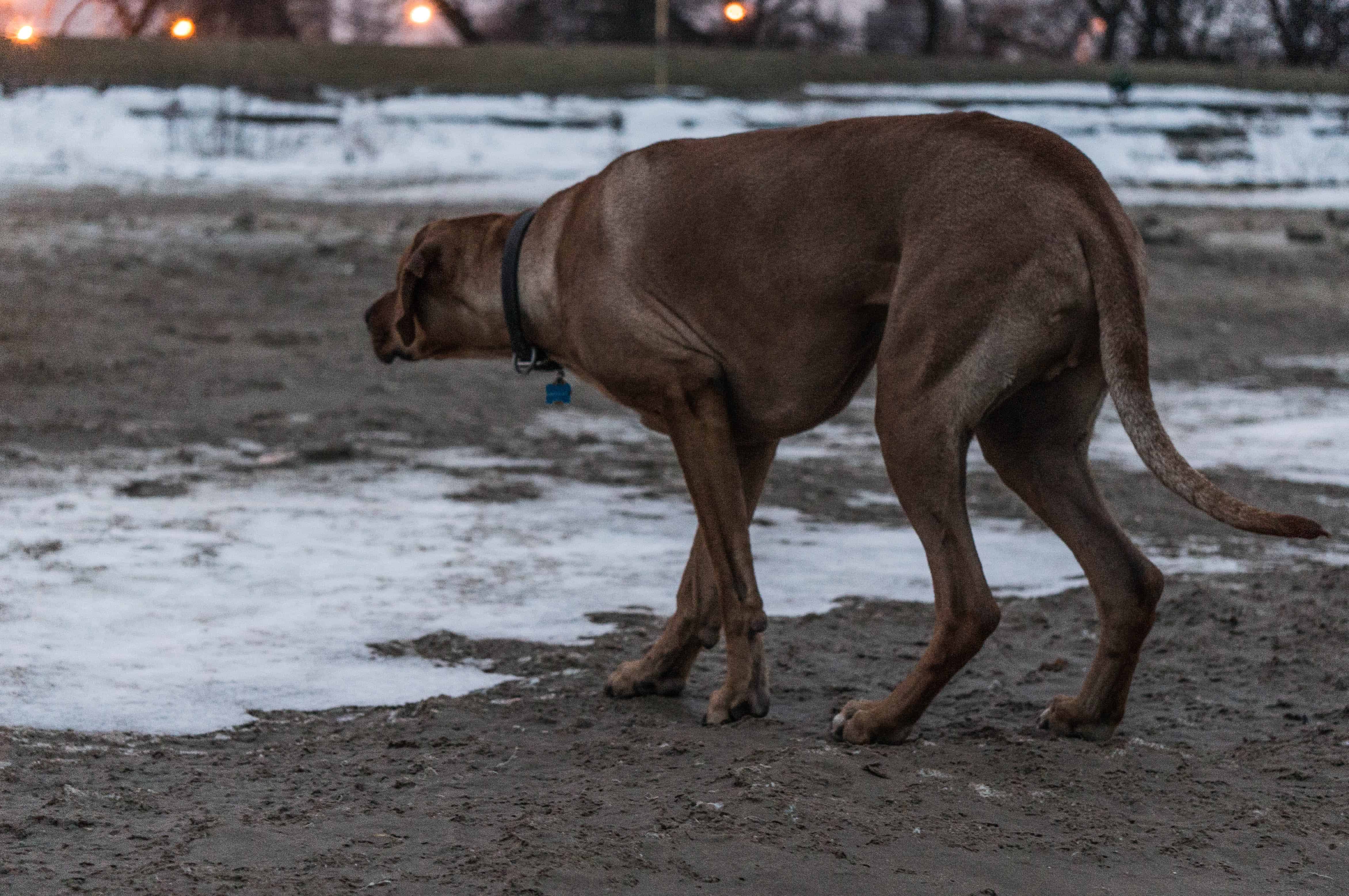 Rhodesian Ridgeback, dog blog, dogs, adventure, marking our territory, chicago, dog park