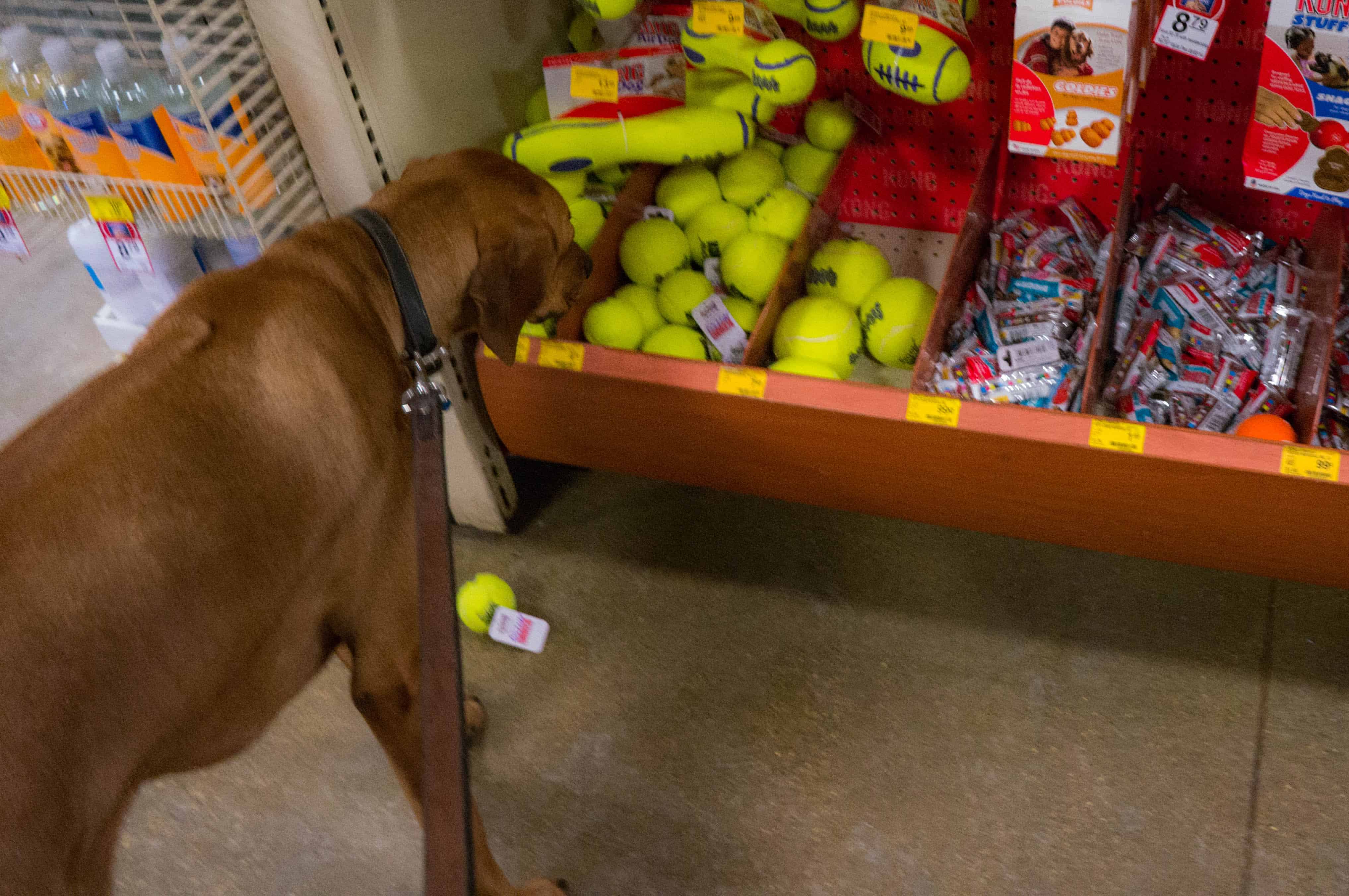 rhodesian ridgeback, dog blog, marking our territory, pet store, adventure,