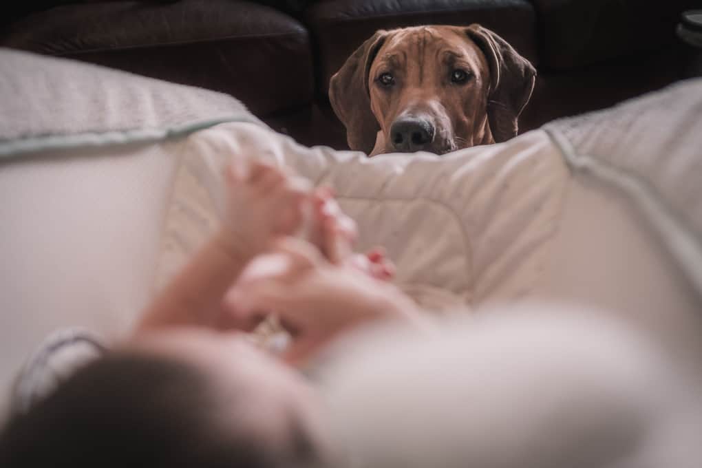 Rhodesian Ridgeback, puppy, baby, chicago, marking our territory