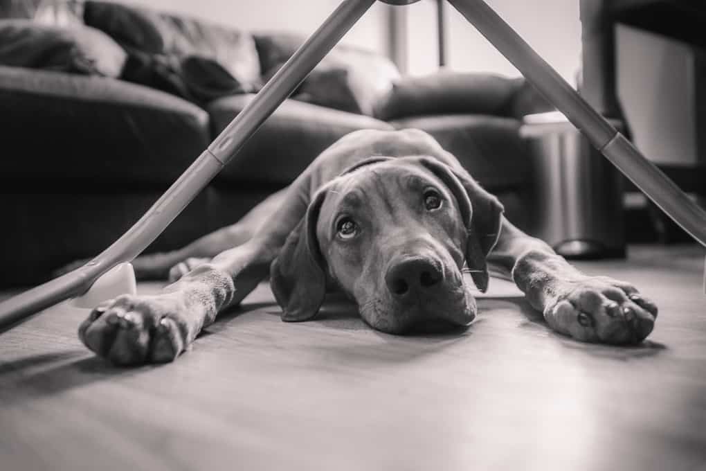 Puppy, Pregnant, Rhodesian Ridgeback, Chicago, Marking Our Territory