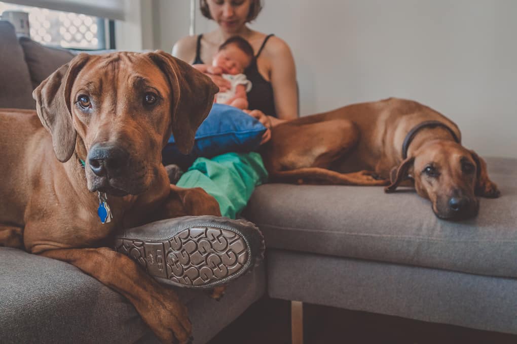 Rhodesian Ridgeback, puppy, baby, chicago, marking our territory