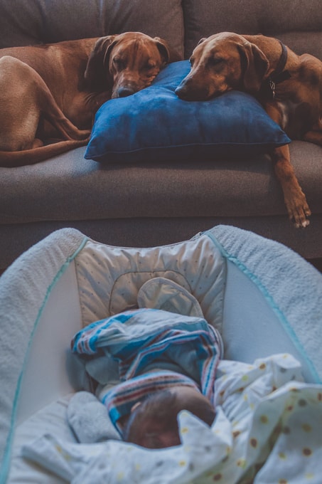 Rhodesian Ridgeback, puppy, baby, chicago, marking our territory