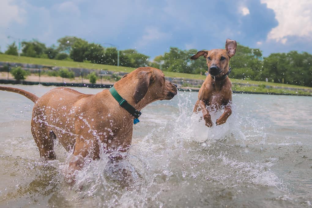 Rhodesian Ridgeback, puppy, baby, chicago, marking our territory