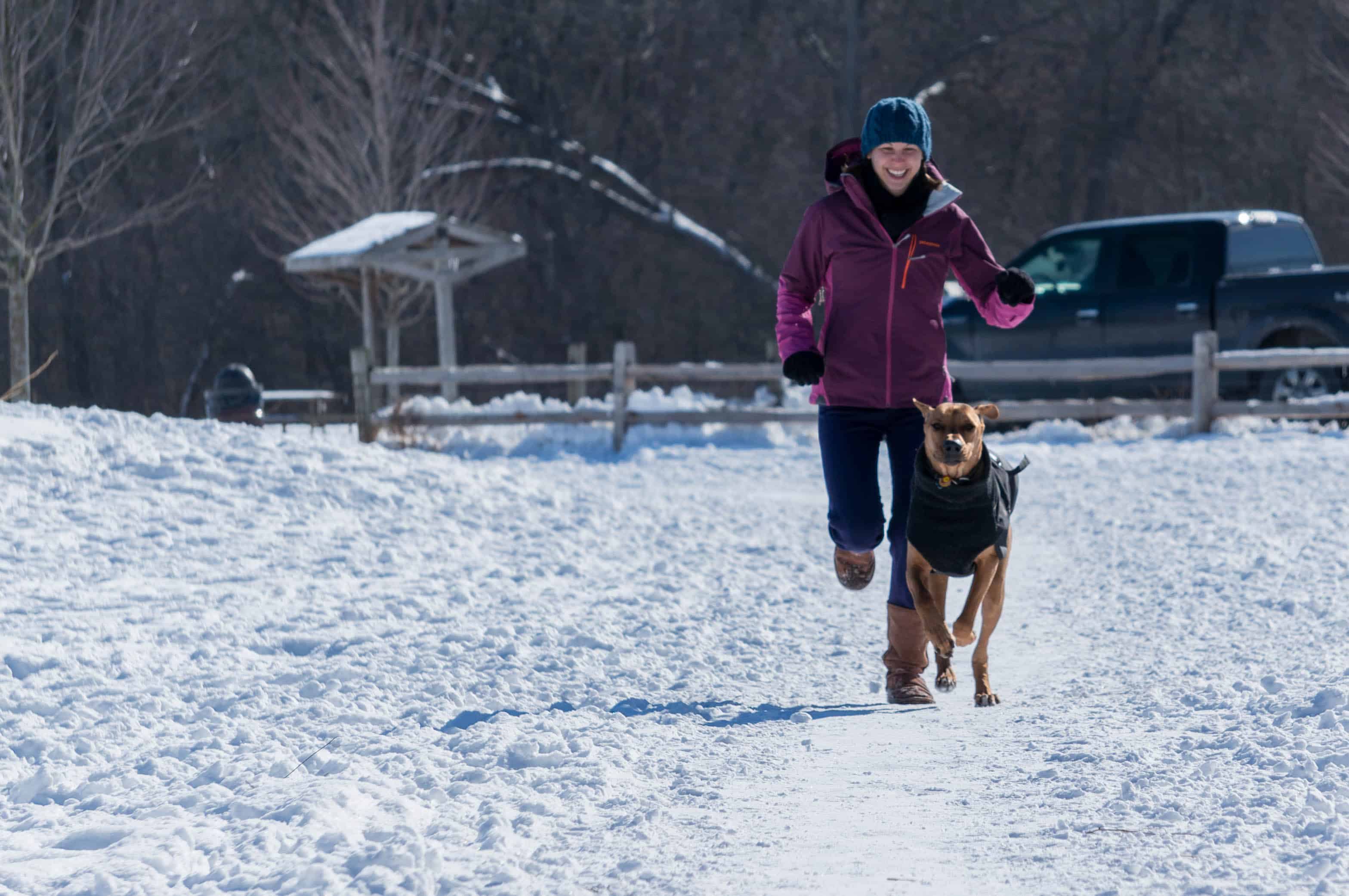 Rhodesian Ridgeback, adventure, dog blog, marking our territory, chicago, 