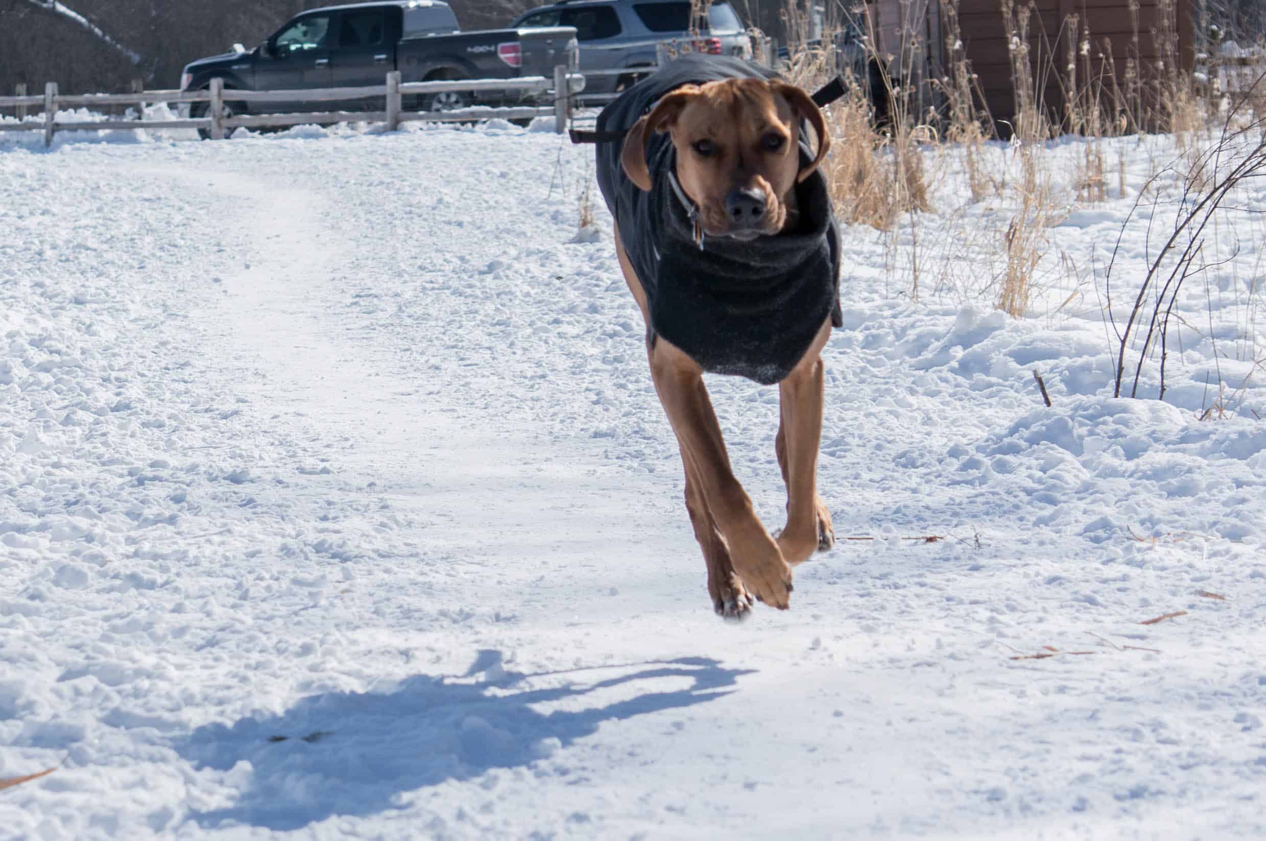 Rhodesian Ridgeback, adventure, dog blog, marking our territory, chicago, 