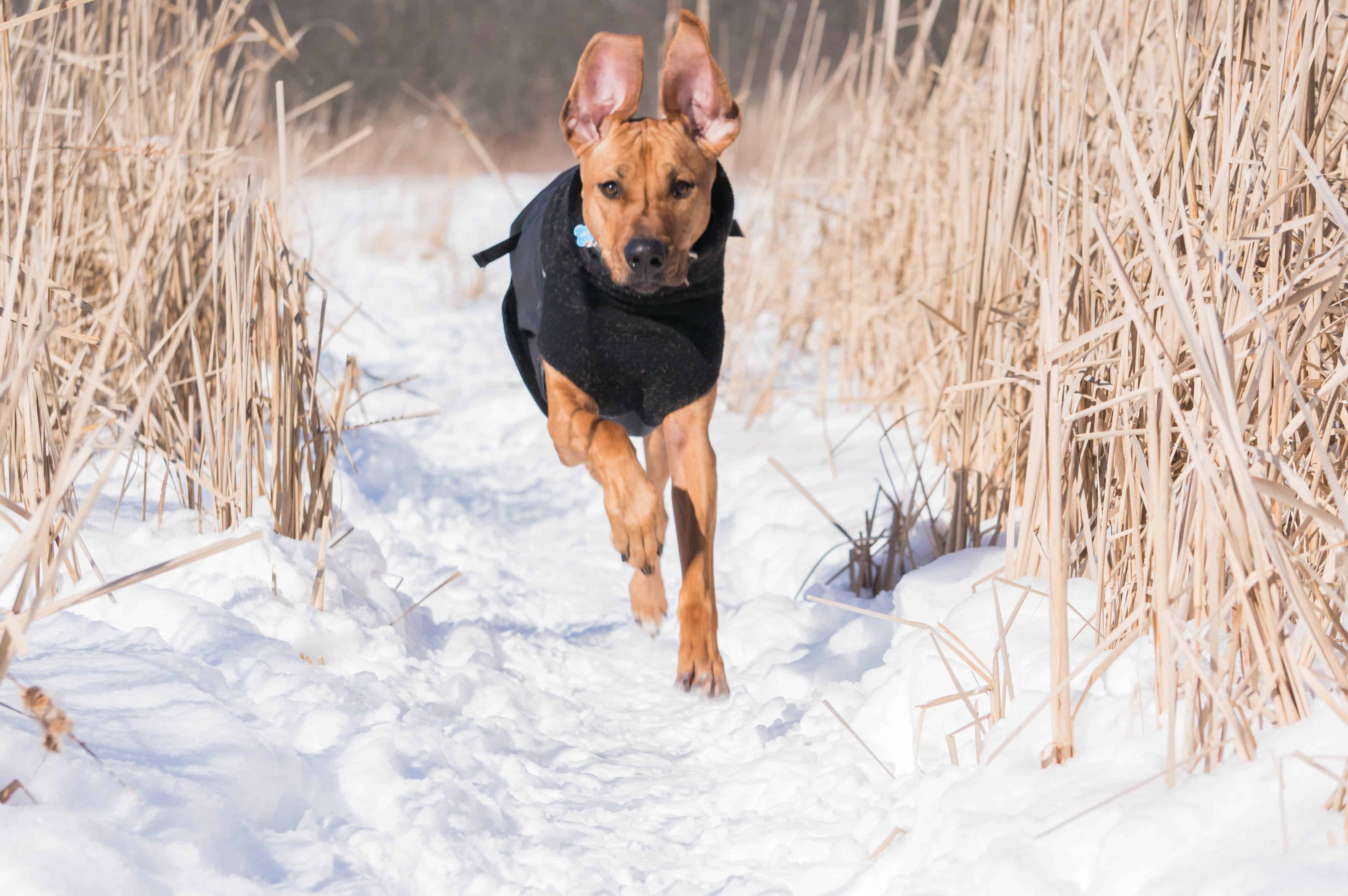 Rhodesian Ridgeback, adventure, dog blog, marking our territory, chicago, 