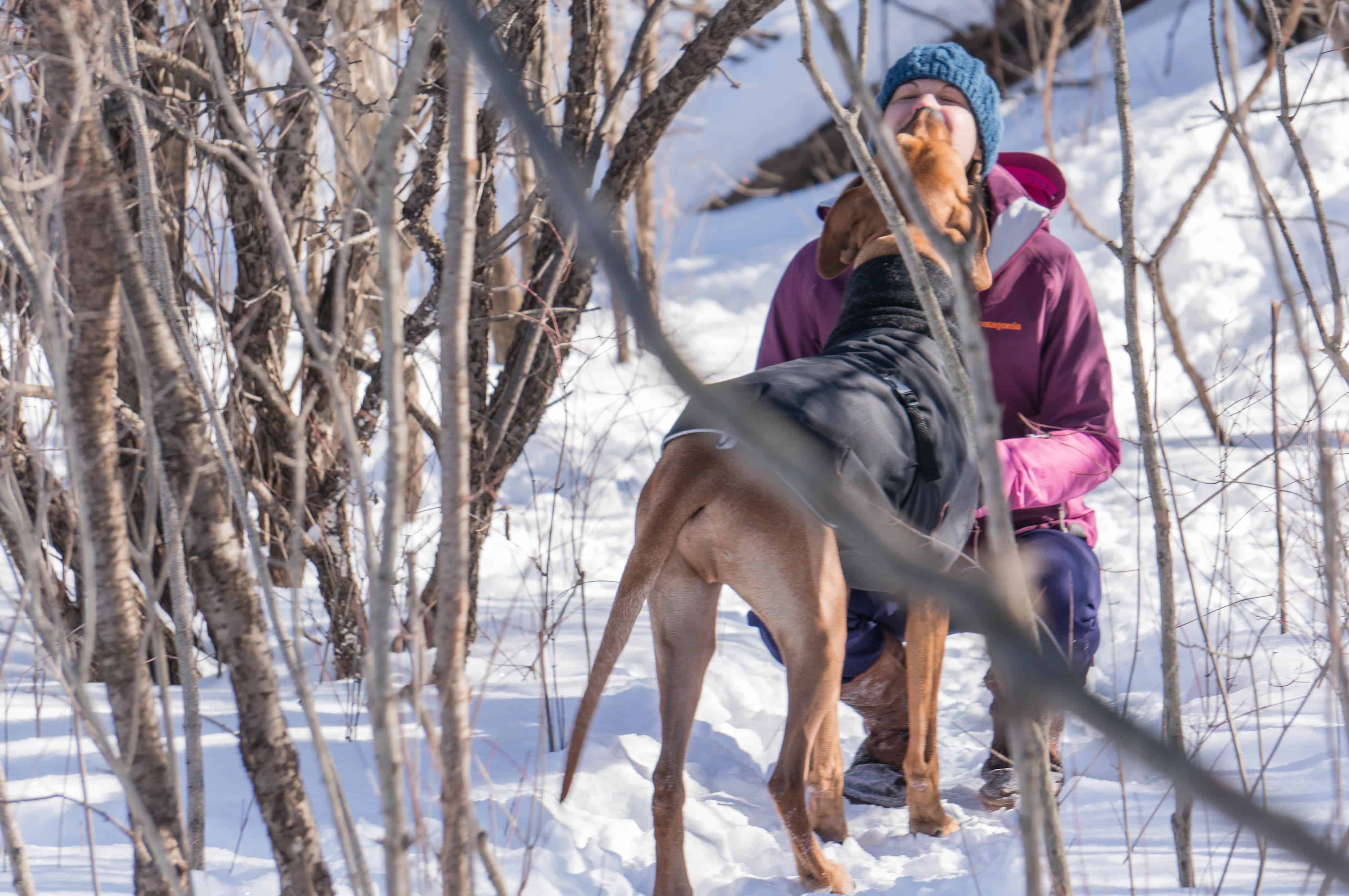 Rhodesian Ridgeback, adventure, dog blog, marking our territory, chicago, 