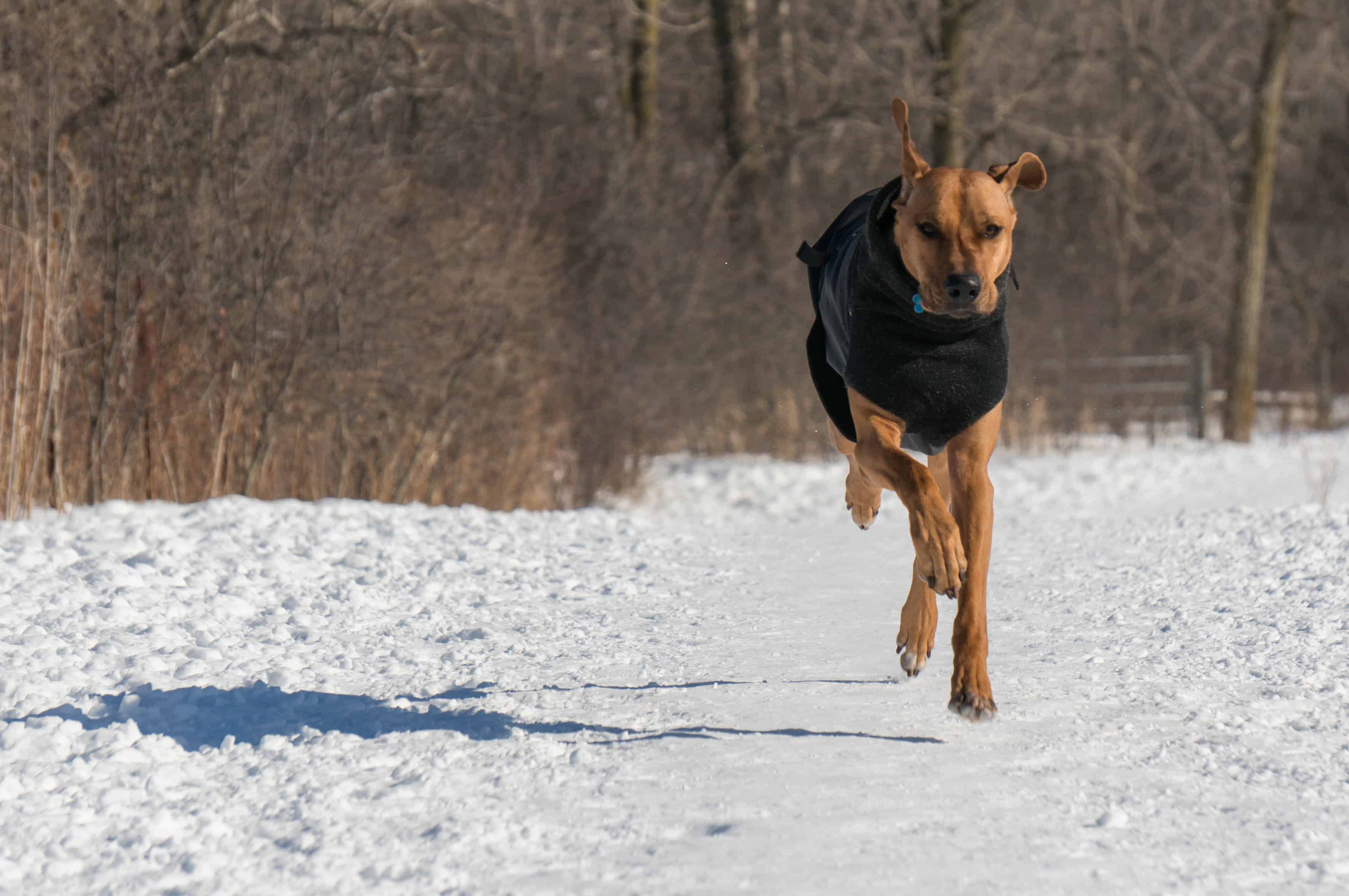 Rhodesian Ridgeback, adventure, dog blog, marking our territory, chicago, 