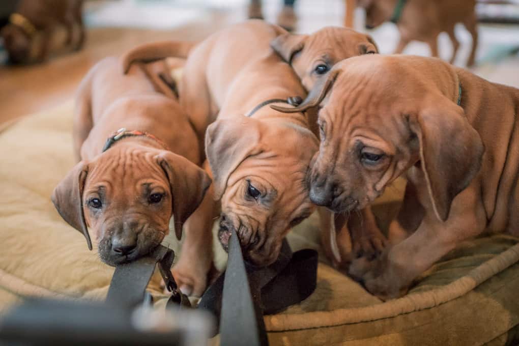 Frequently Asked Questions about Rhodesian Ridgebacks - Marking Our  Territory