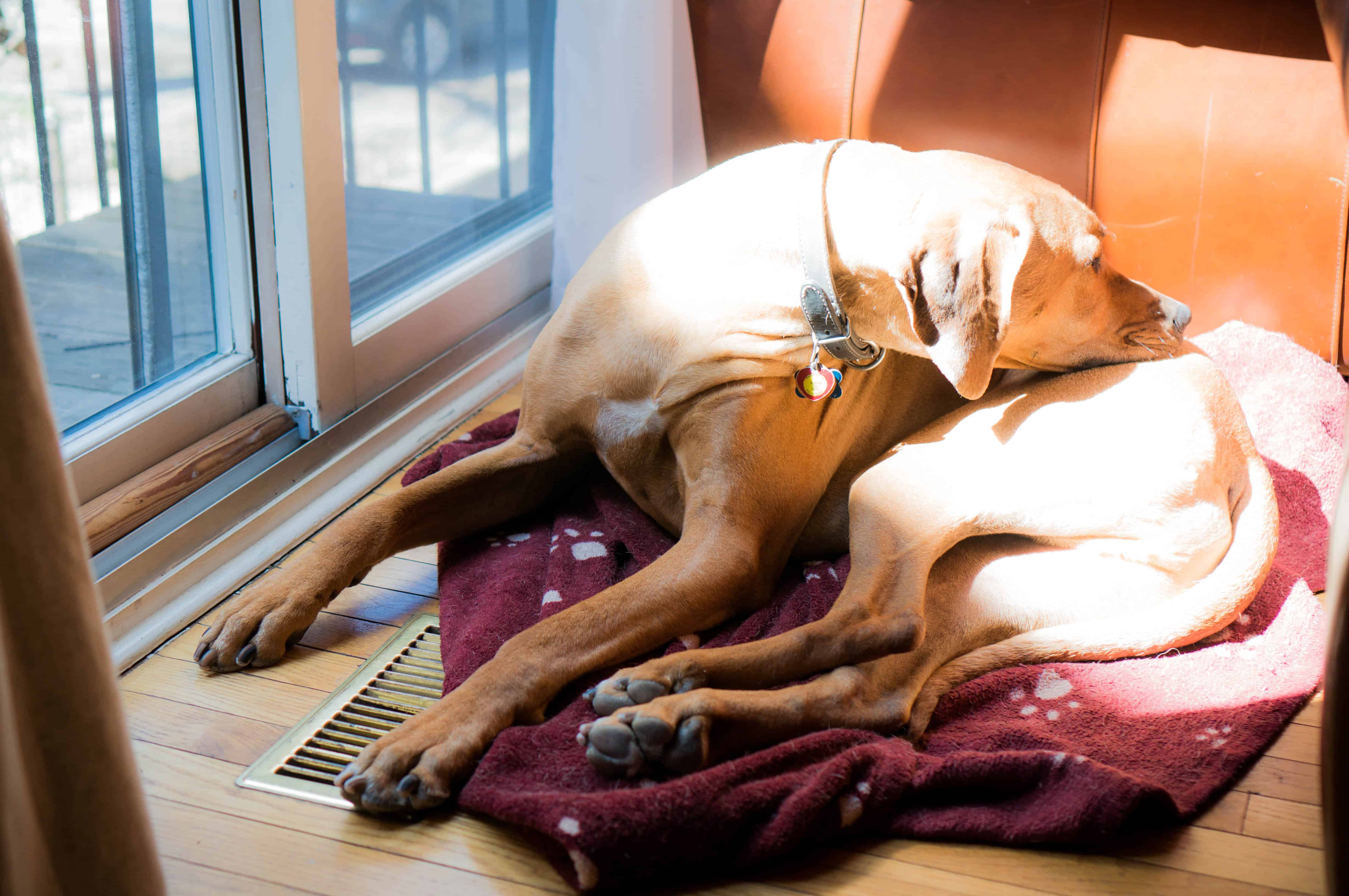 rhodesian ridgeback, sun, chicago