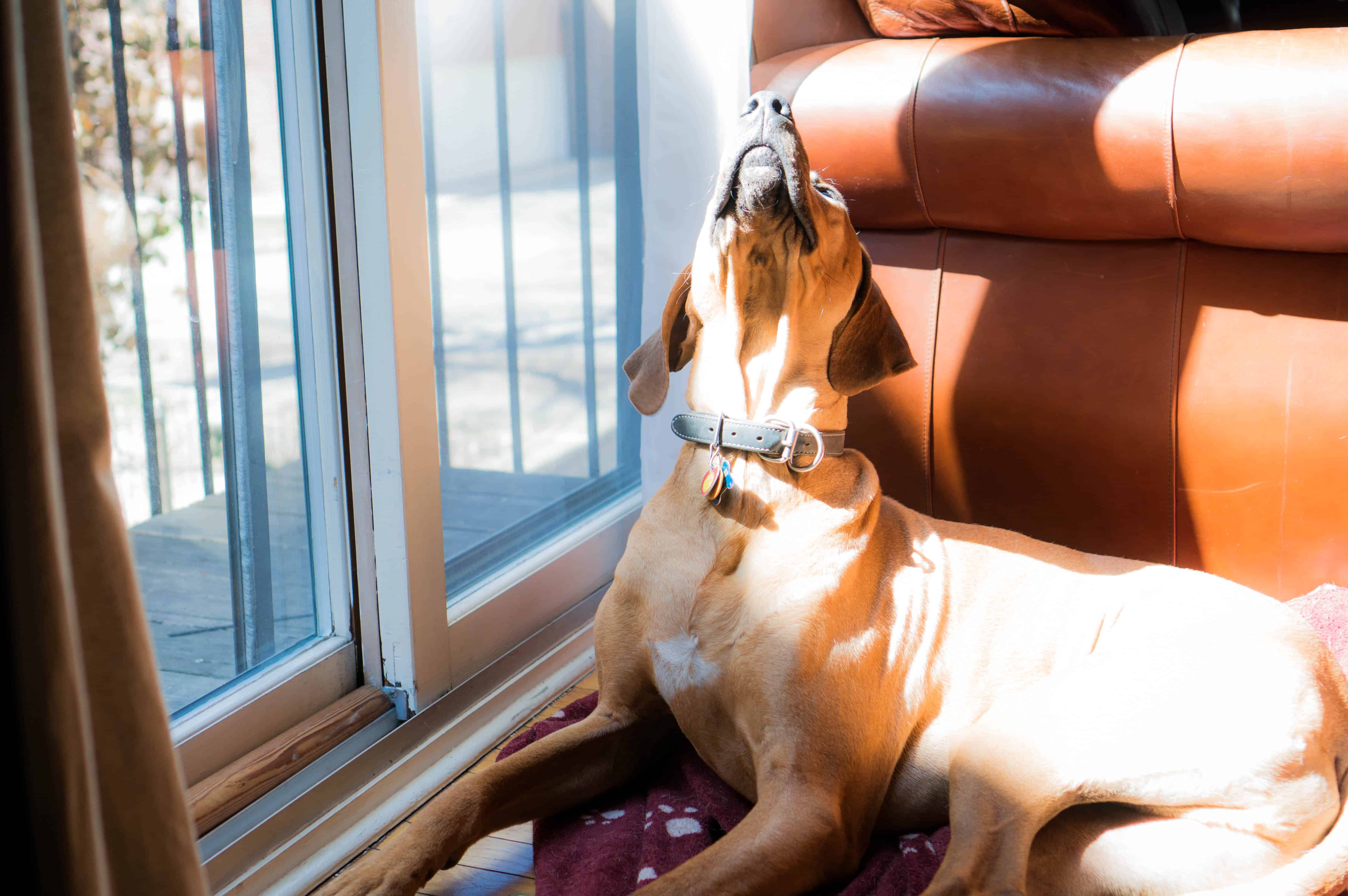 rhodesian ridgeback, sun, chicago