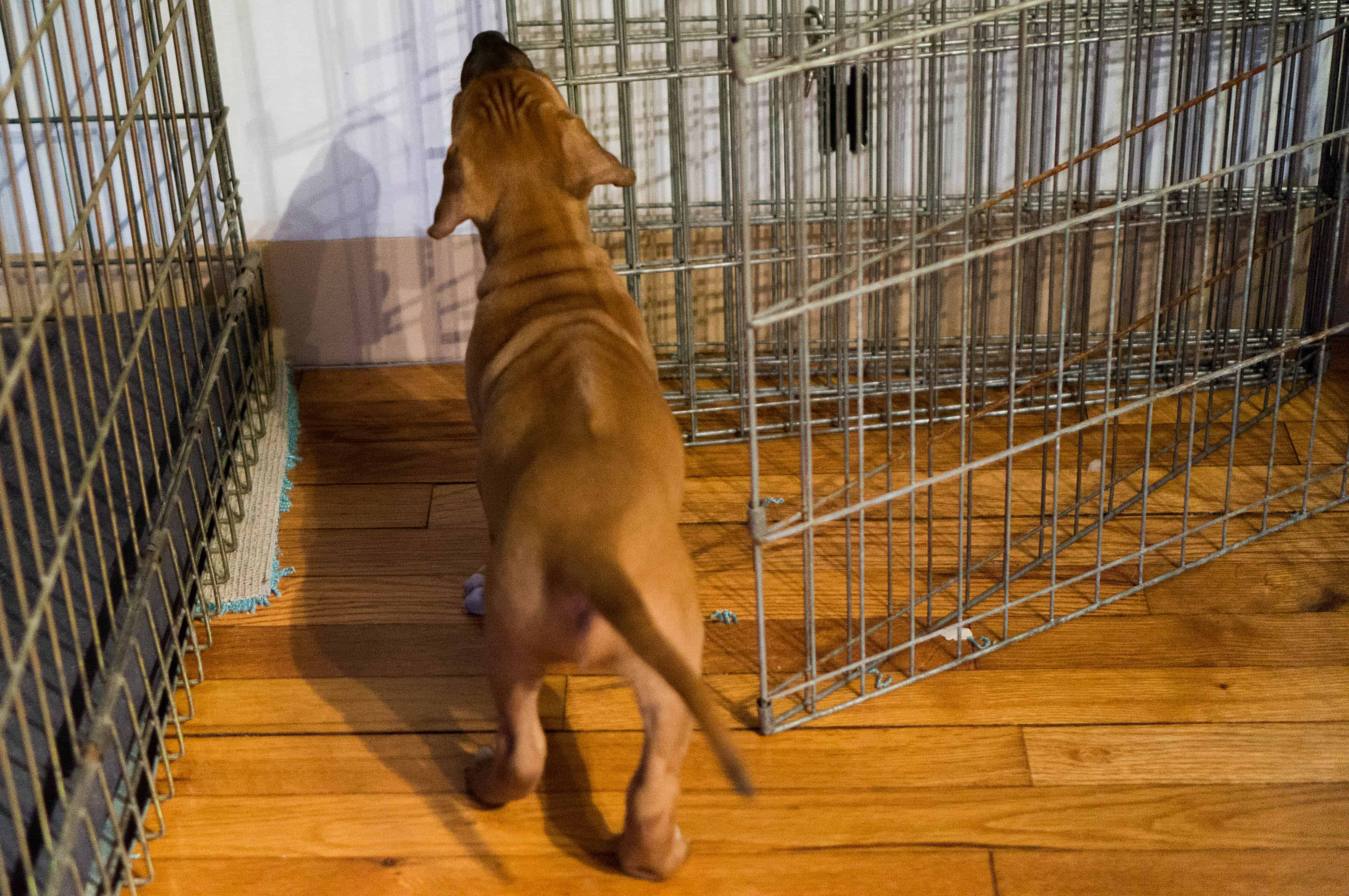 rhodesian ridgeback puppy